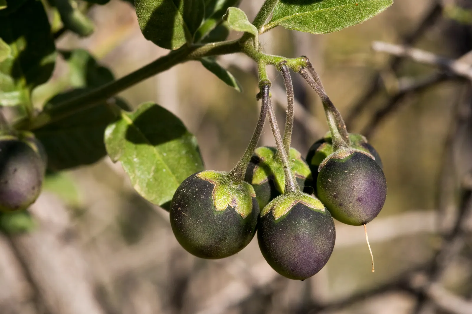 Purple Nightshade (Solanum Xanti) — adding vivid color to xeric landscapes