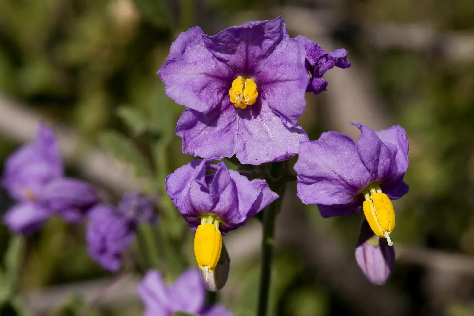 Purple Nightshade (Solanum Xanti) — It prefers full sun to partial shade and well-draining soil