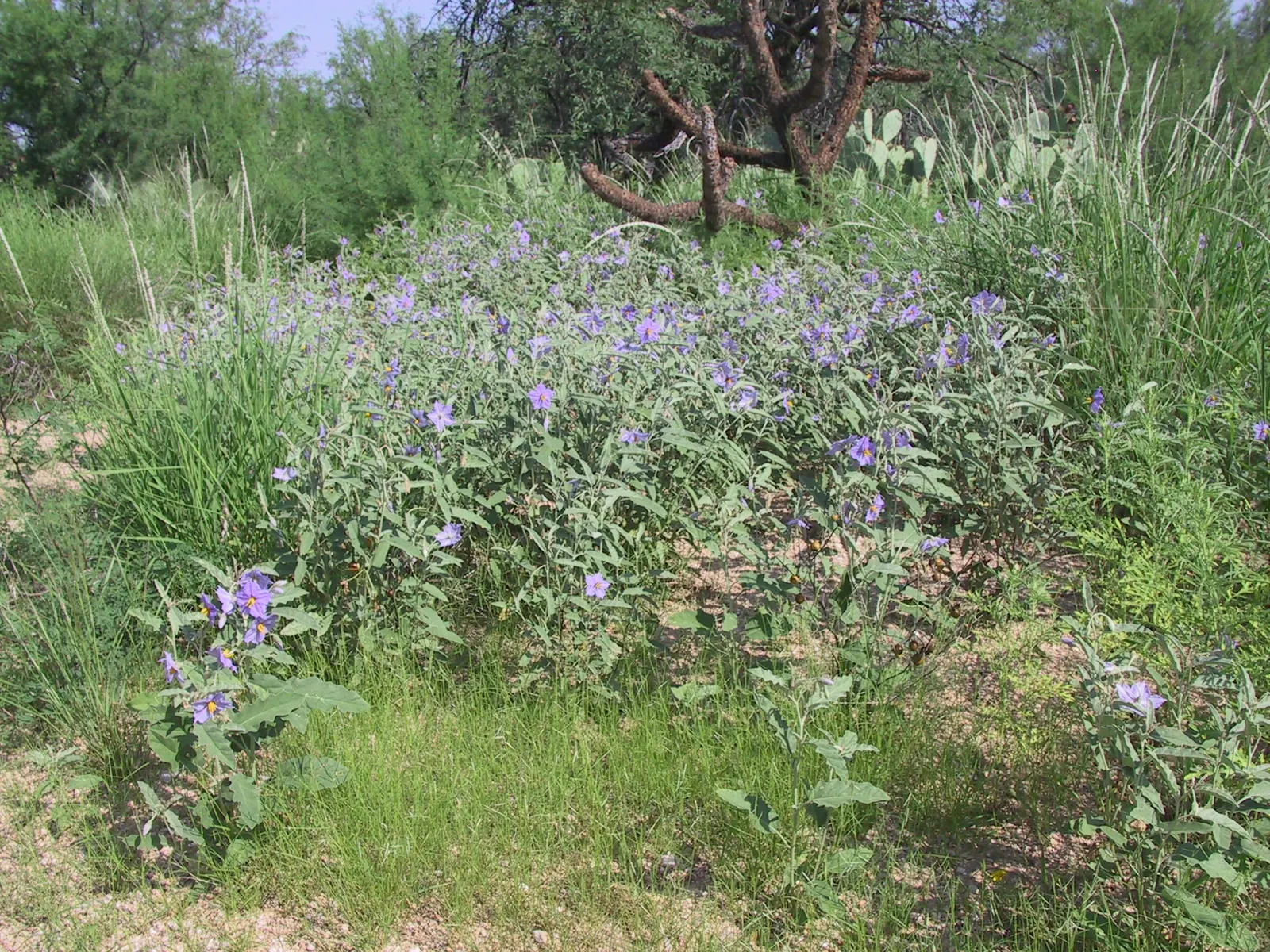 Purple Nightshade (Solanum Xanti) — adding vivid color to xeric landscapes; it blooms from spring to summer