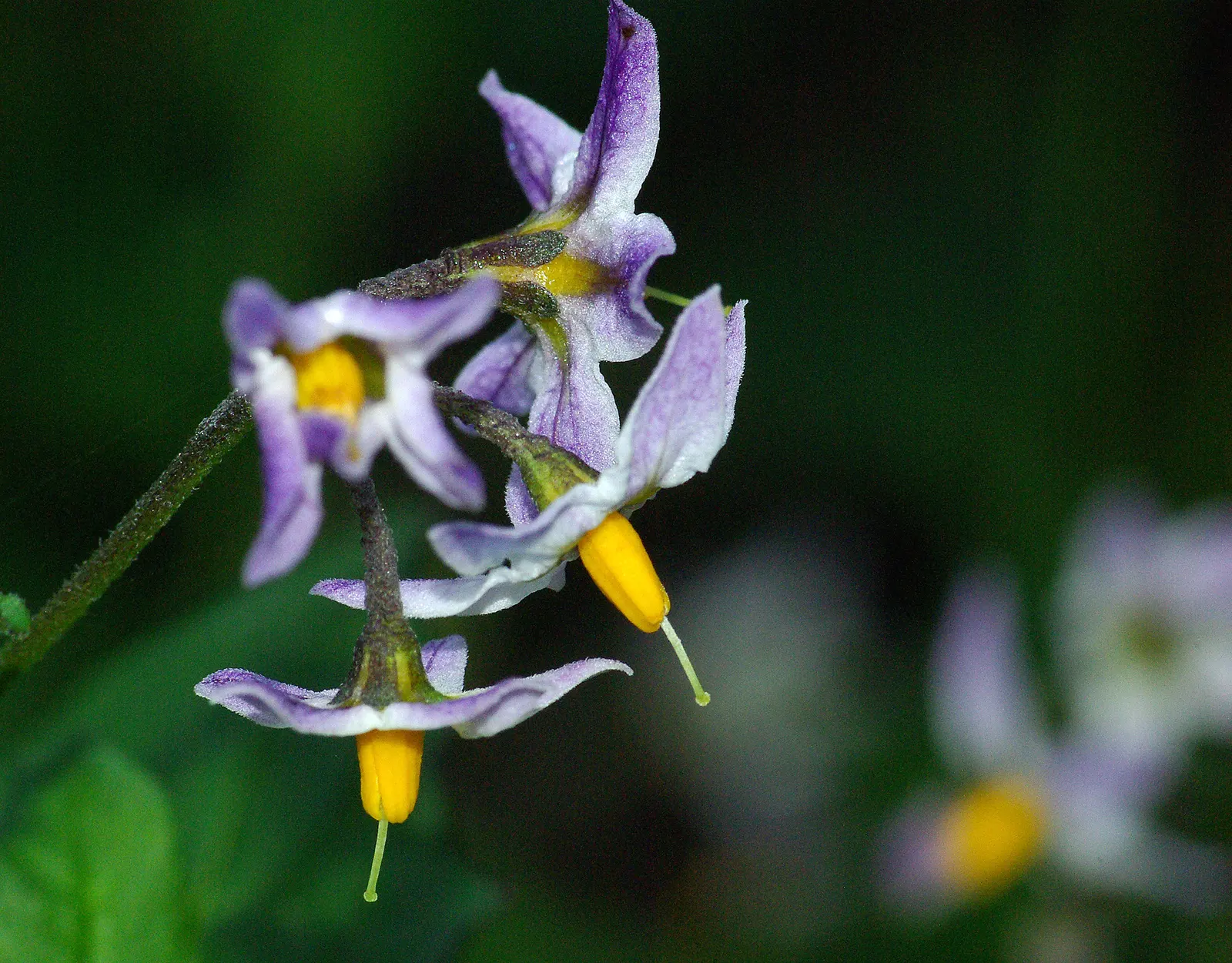 Purple Nightshade (Solanum Xanti) — Drought tolerant once established, it's ideal for low-maintenance gardens; showing remarkable drought tolerance once