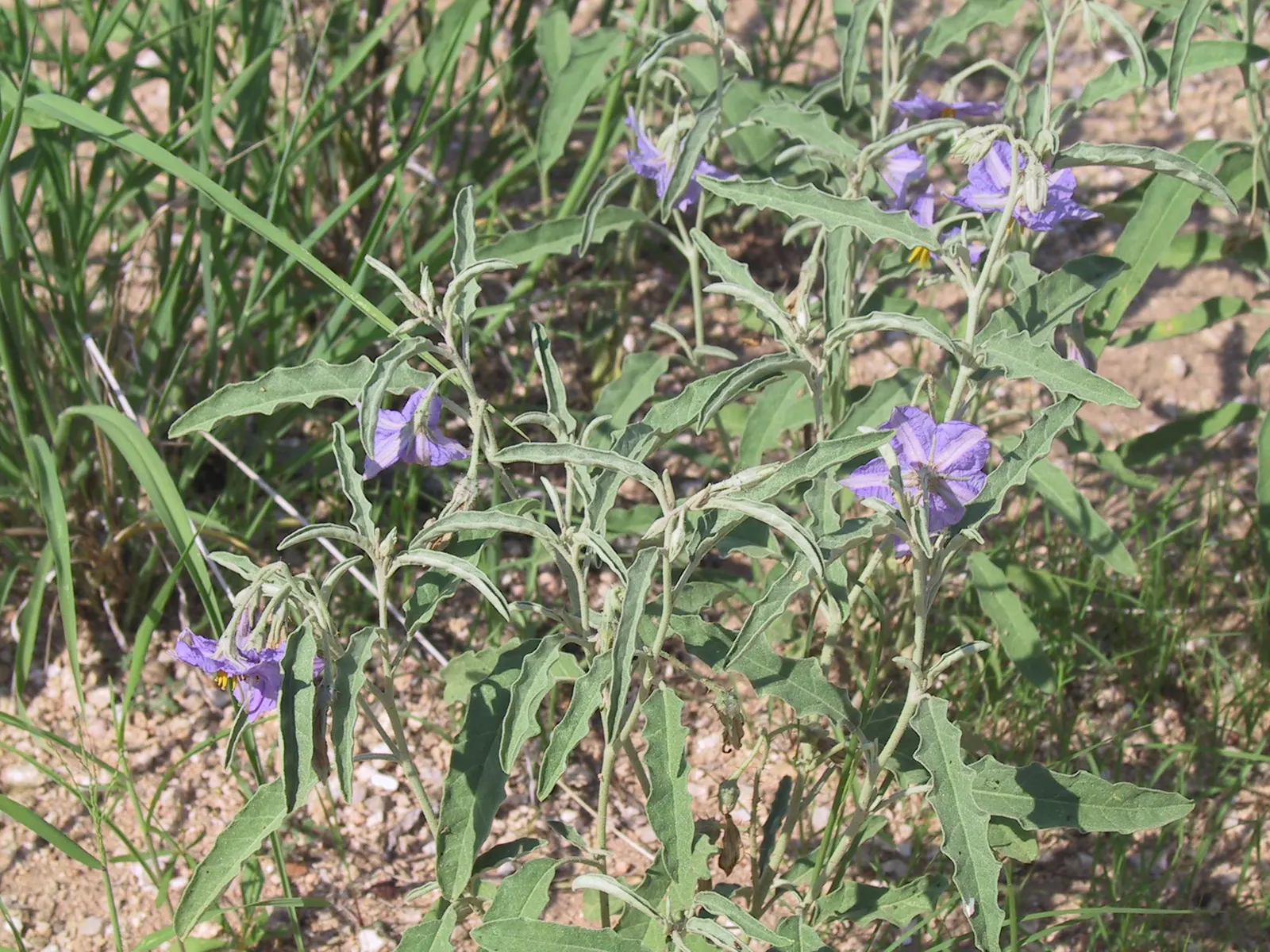 Purple Nightshade (Solanum Xanti) — commonly referred to as Purple Nightshade or Chaparral Nightshade; this resilient shrub can be a captivating addition to