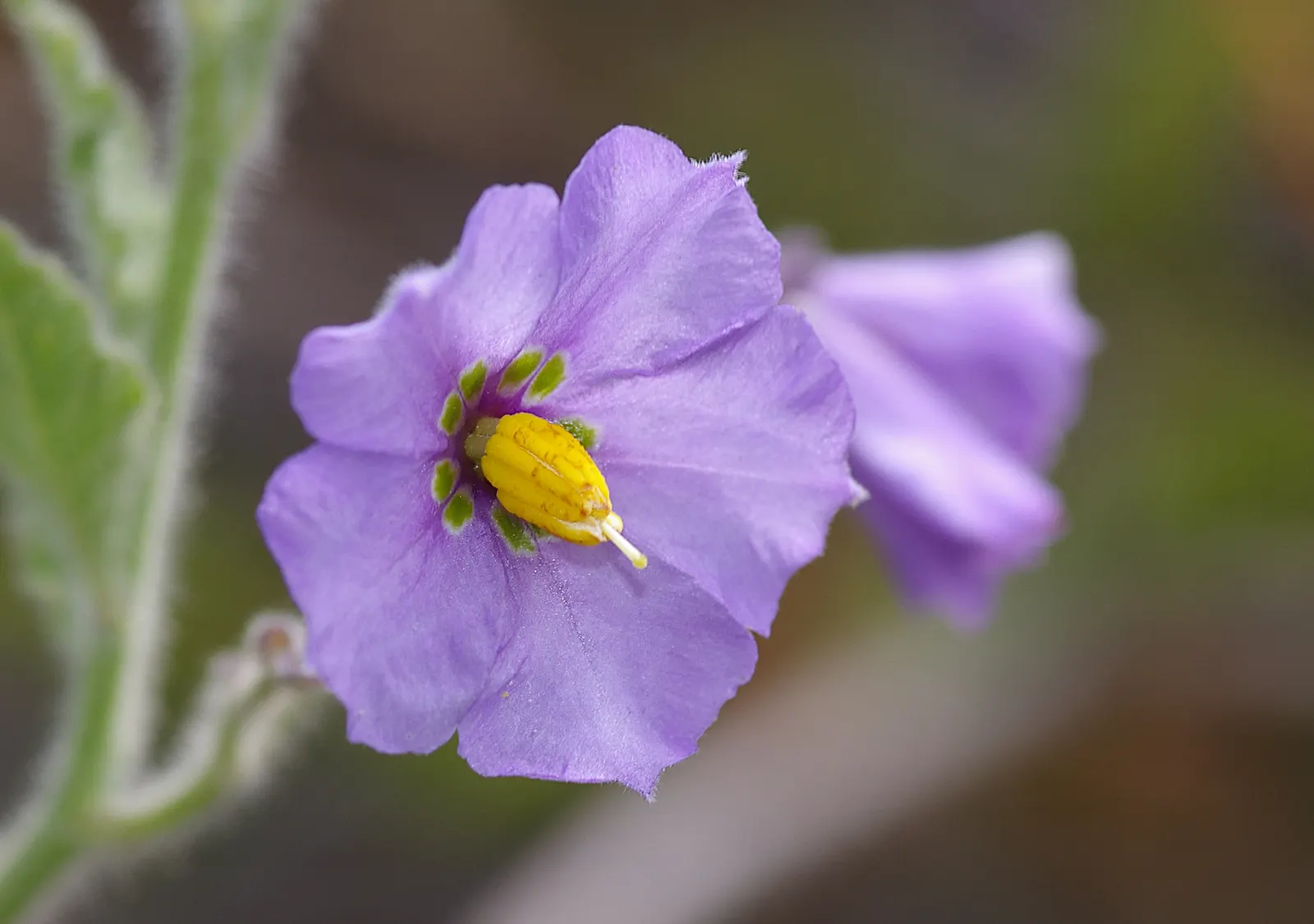 Purple Nightshade (Solanum Xanti) — it blooms from spring to summer; this resilient shrub can be a captivating addition to their garden palette