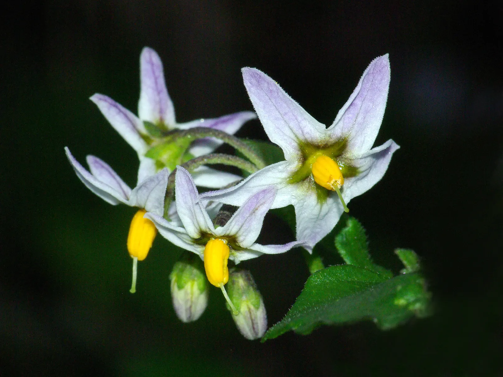 Purple Nightshade (Solanum Xanti) — is an adaptable and visually striking shrub native to the southwestern regions of the United States; it blooms from spring