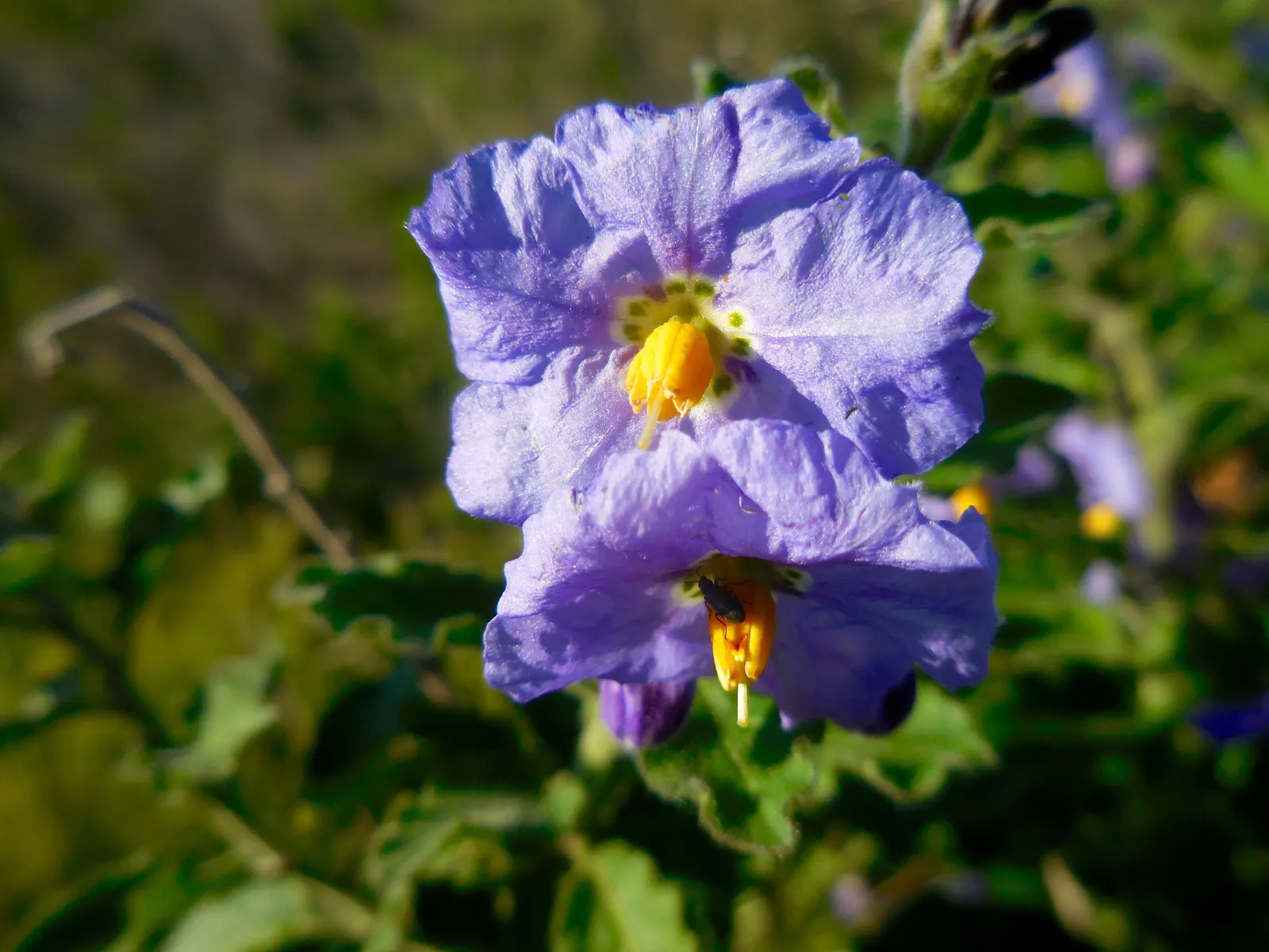 Purple Nightshade (Solanum Xanti) — commonly referred to as Purple Nightshade or Chaparral Nightshade