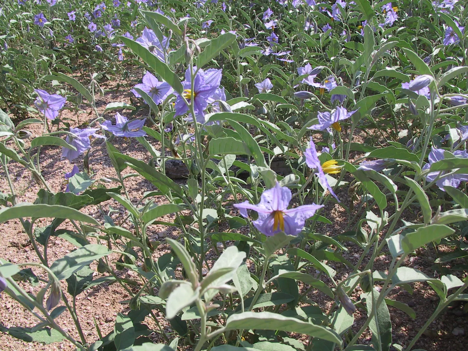 Purple Nightshade (Solanum Xanti) — It prefers full sun to partial shade and well-draining soil; this species typically reaches heights of 2 to 3 feet and can