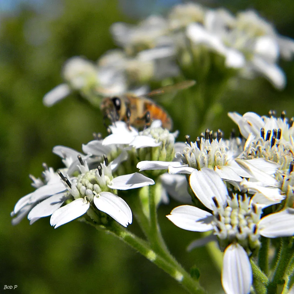 Bear Brush (Garrya Fremontii) — Bear Brush (Garrya fremontii) thrives in USDA zones 7-10 as a hardy evergreen shrub