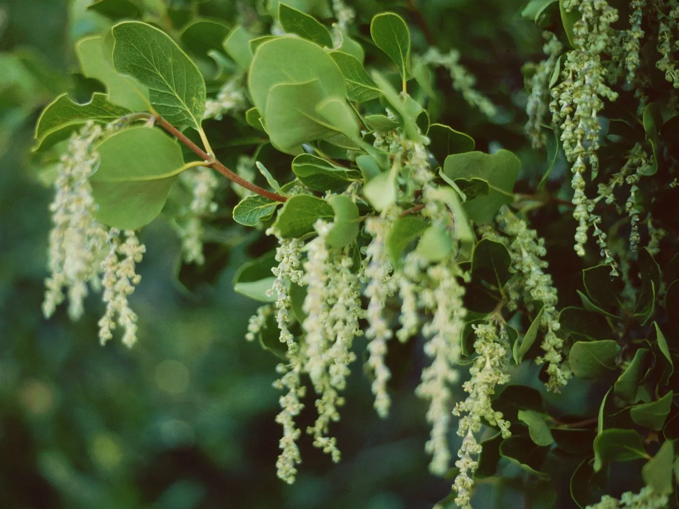 Bear Brush (Garrya Fremontii) — Optimal in partial shade to full sun, it is drought-tolerant once established