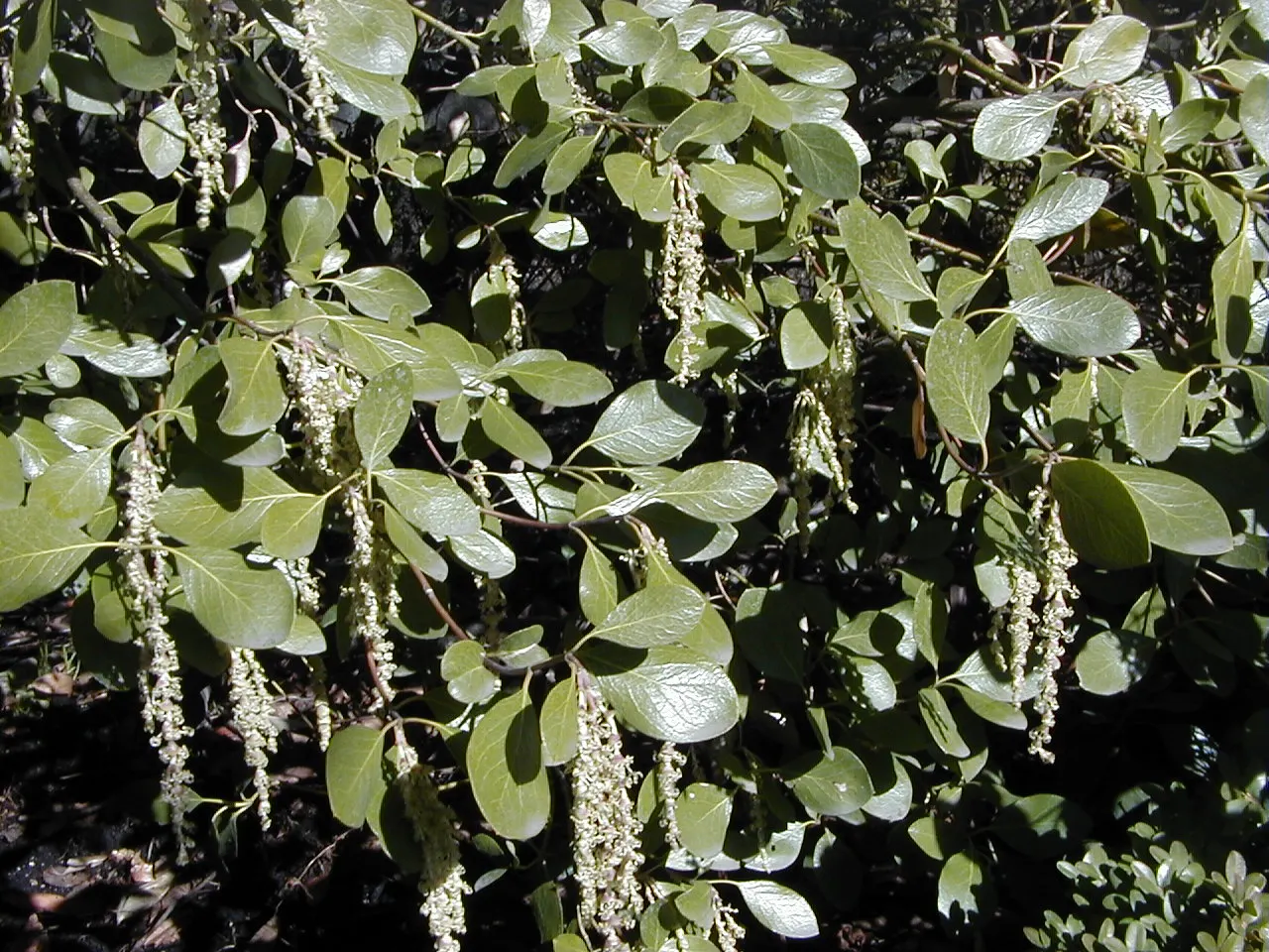 Bear Brush (Garrya Fremontii) — it showcases silvery-green foliage and catkin flowers in winter