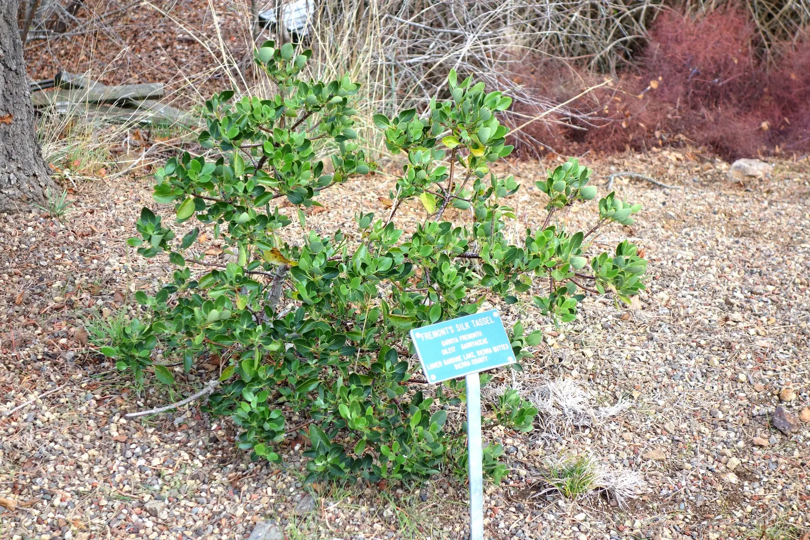 Bear Brush (Garrya Fremontii) — With a mature size of 6-12 ft in height and 4-8 ft in width