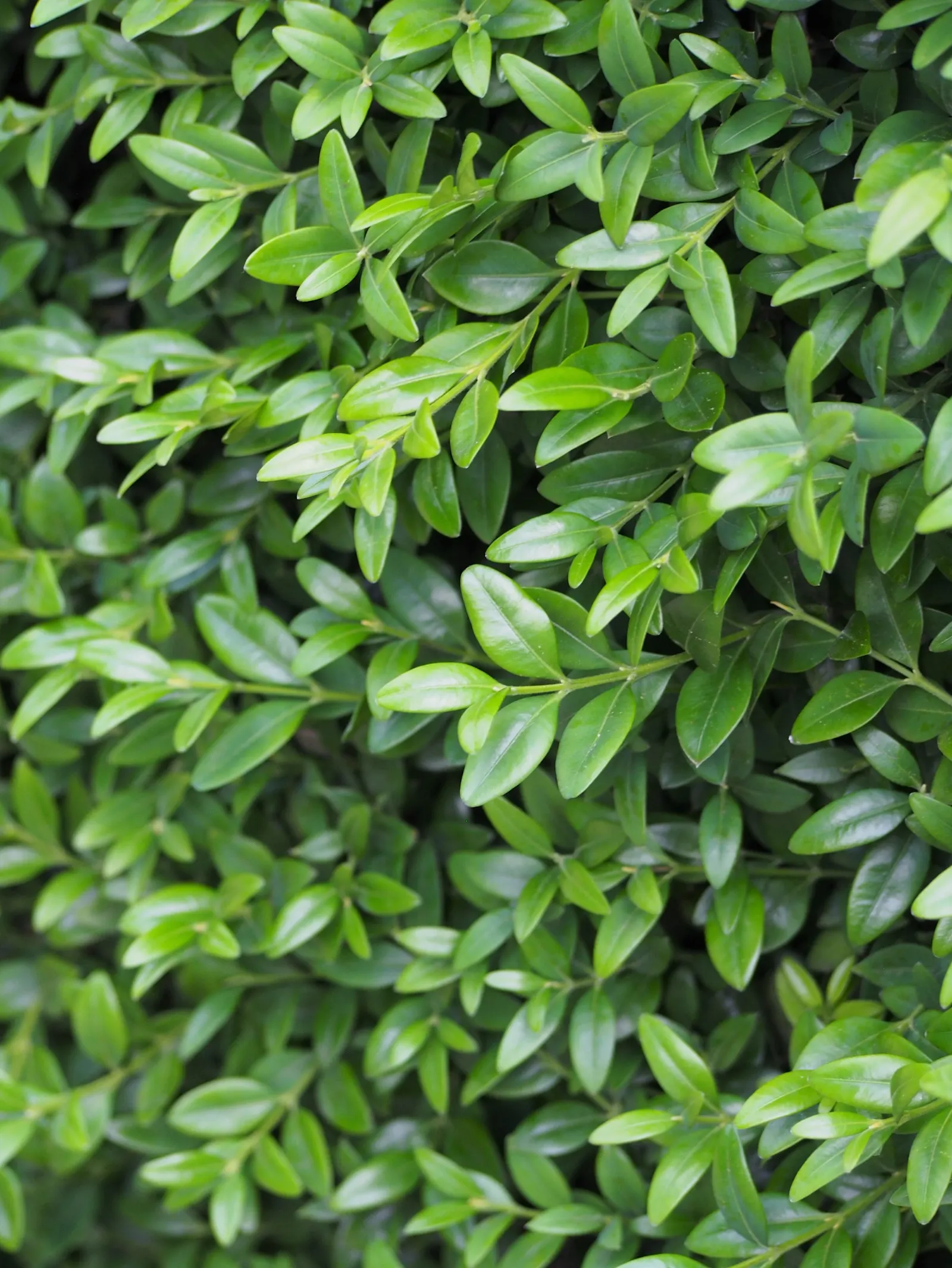 Dwarf English Boxwood (Buxus Sempervirens 'Suffruticosa') — the Dwarf English Boxwood reaches a mature size of about 2 to 3 feet in height and, image 62