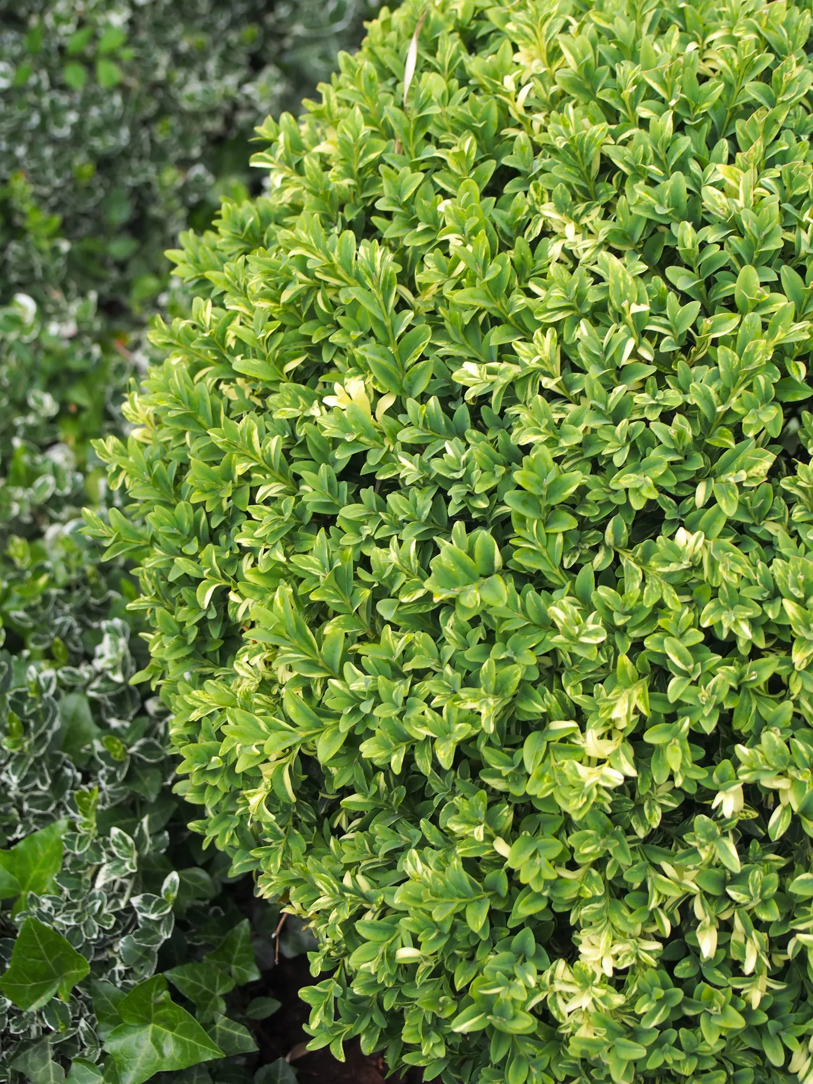 Dwarf English Boxwood (Buxus Sempervirens 'Suffruticosa') — the Dwarf English Boxwood will provide an elegant