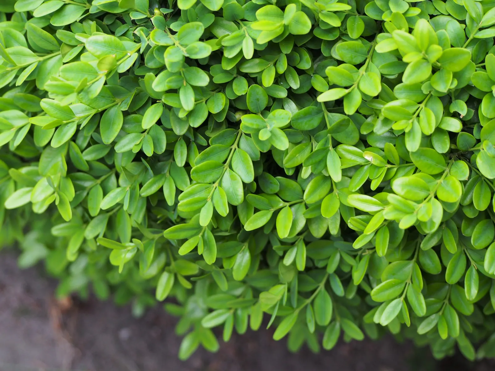 Dwarf English Boxwood (Buxus Sempervirens 'Suffruticosa') — Prune periodically to maintain its neat appearance; with a glossy finish that catches, image 81