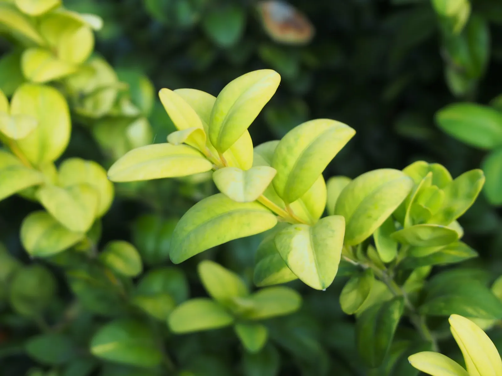 Dwarf English Boxwood (Buxus Sempervirens 'Suffruticosa') — This slow-growing evergreen shrub is renowned for its dense; finely-textured foliage and its