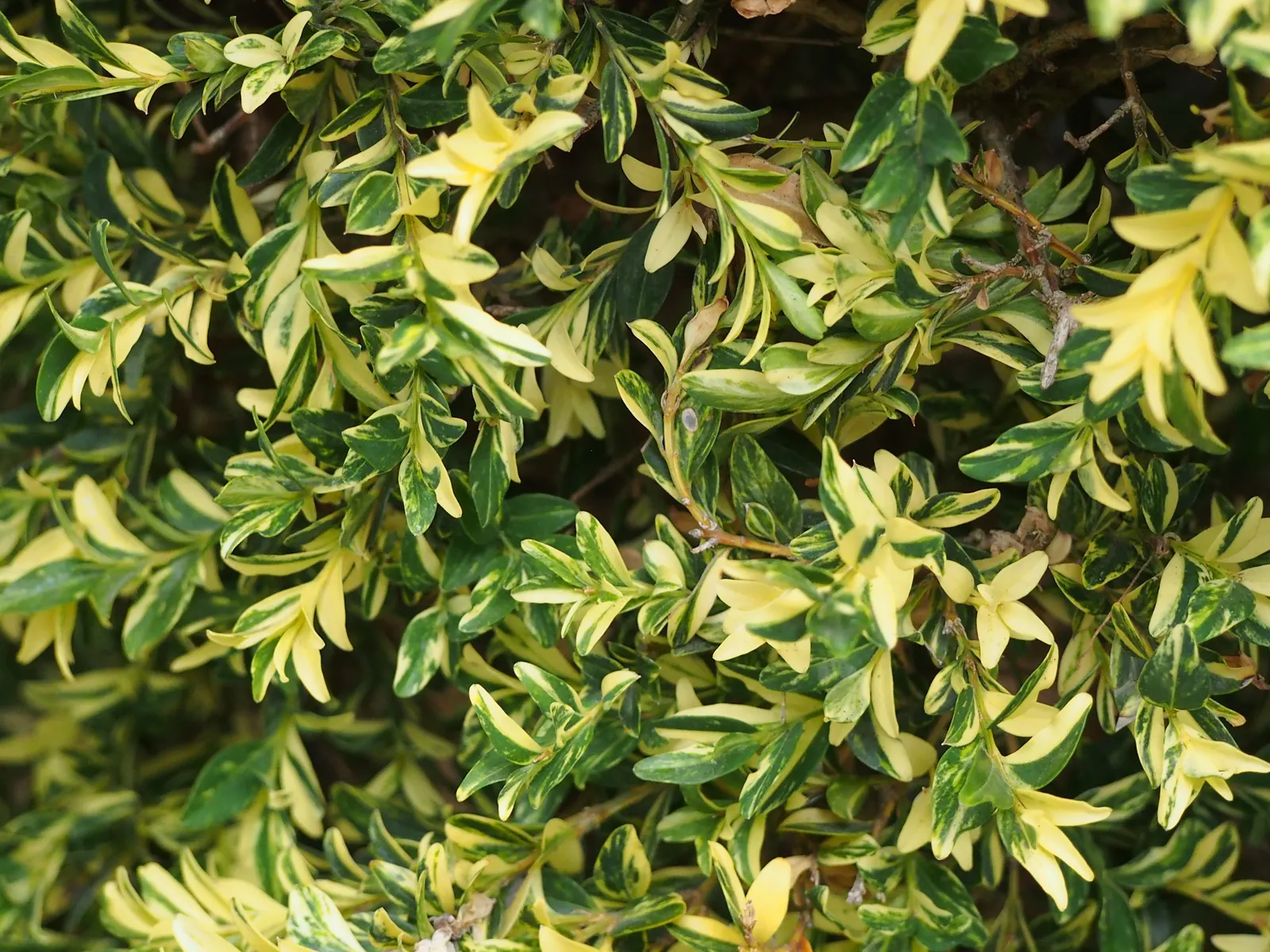 Dwarf English Boxwood (Buxus Sempervirens 'Suffruticosa') — the boxwood produces inconspicuous creamy-yellow flowers; this slow-growing evergreen shrub is