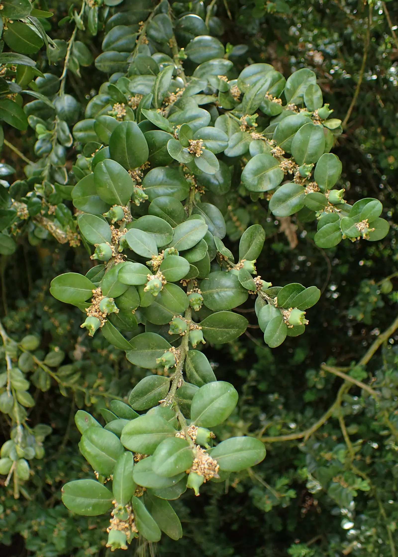 Dwarf English Boxwood (Buxus Sempervirens 'Suffruticosa') — making it ideal for formal hedges and topiary.<br><br>Typically; embodying the essence, image 61