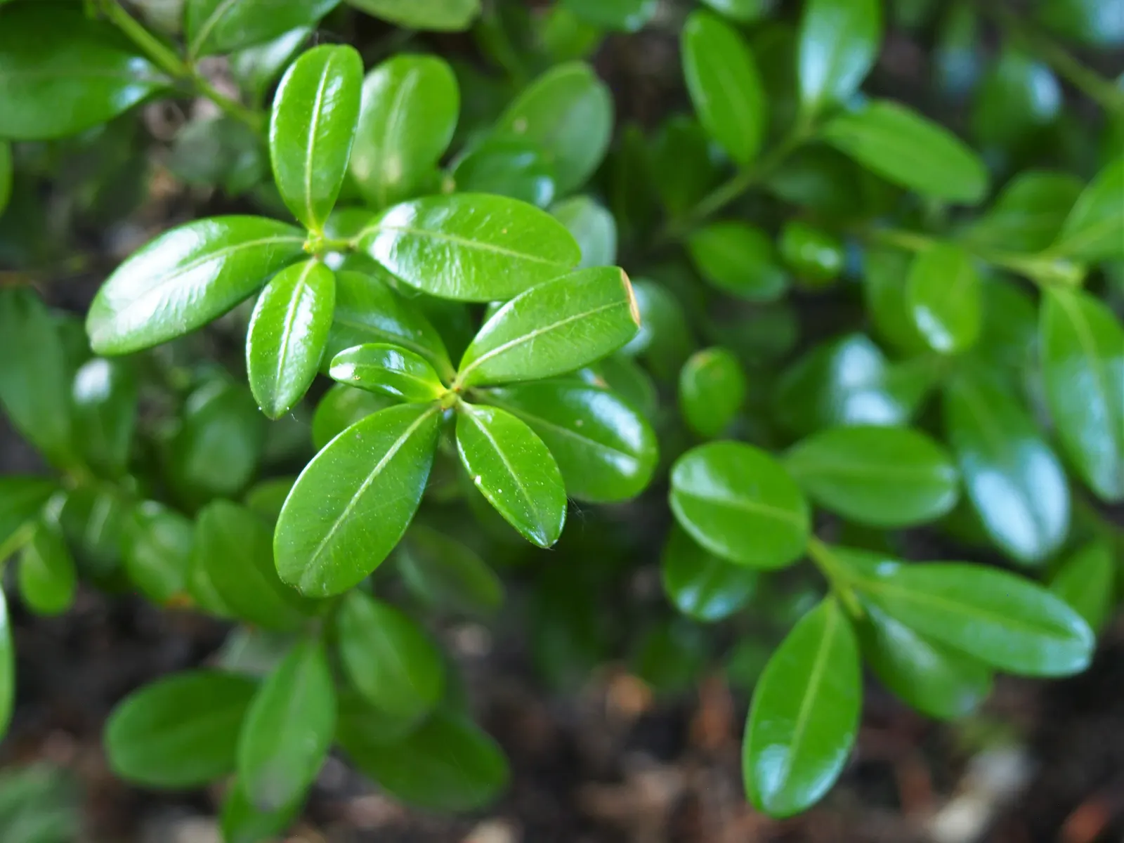 Dwarf English Boxwood (Buxus Sempervirens 'Suffruticosa') — making it ideal for formal hedges and topiary.<br><br>Typically