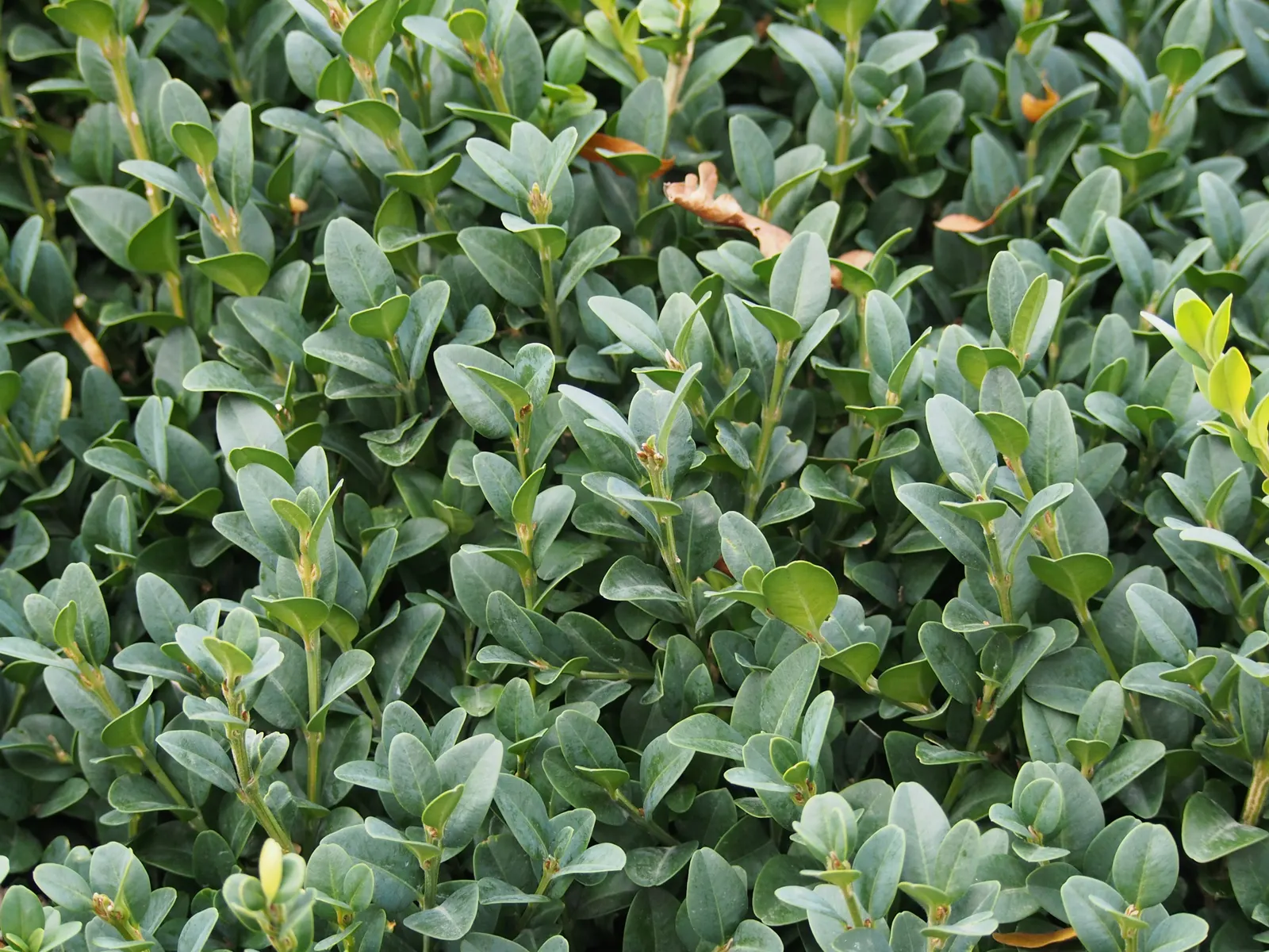 Dwarf English Boxwood (Buxus Sempervirens 'Suffruticosa') — the boxwood produces inconspicuous creamy-yellow flowers; this slow-growing evergreen, image 66