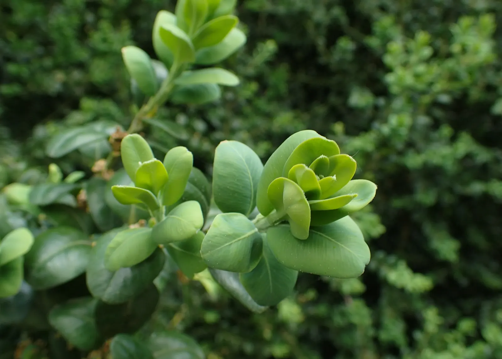 Dwarf English Boxwood (Buxus Sempervirens 'Suffruticosa') — making it ideal for low hedges or garden accents; it thrives in full sun to part shade, image 78