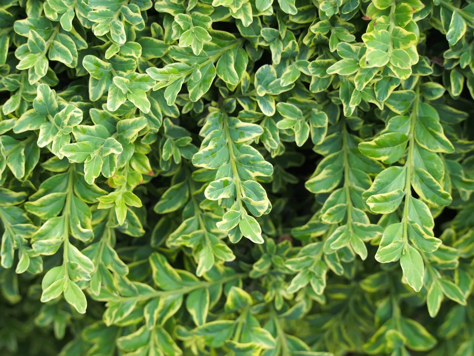 Dwarf English Boxwood (Buxus Sempervirens 'Suffruticosa') — Prune periodically to maintain its neat appearance; with a glossy finish that catches, image 56