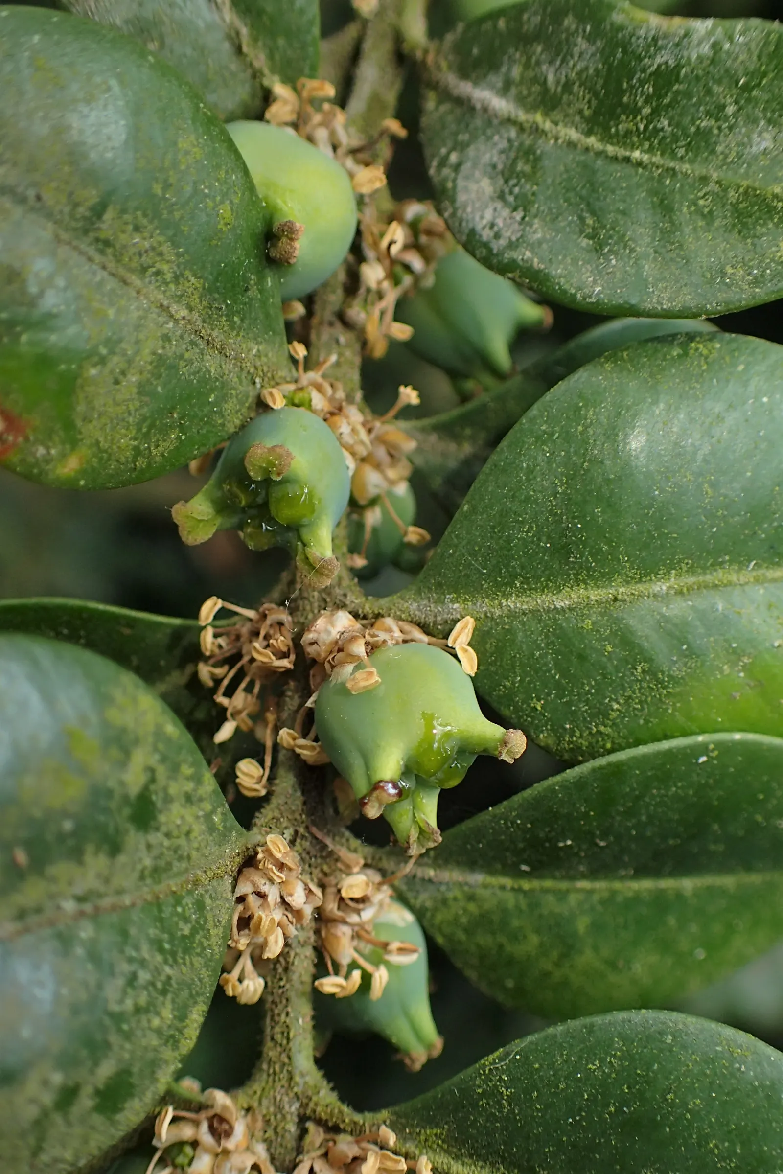 Dwarf English Boxwood (Buxus Sempervirens 'Suffruticosa') — particularly during dry spells