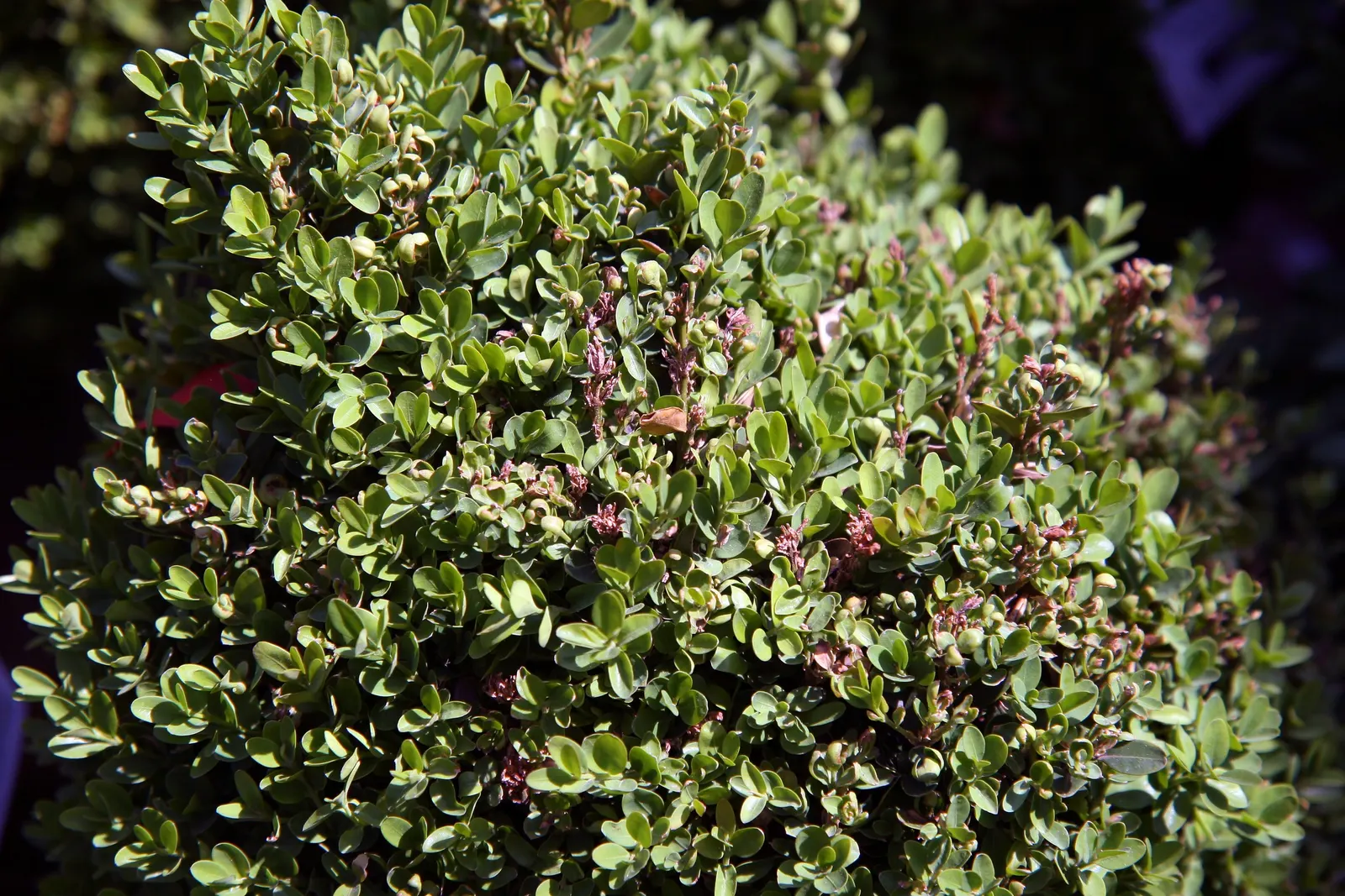 Dwarf English Boxwood (Buxus Sempervirens 'Suffruticosa') — This slow-growing shrub typically reaches 2-3 feet in height and width; making it ideal for formal