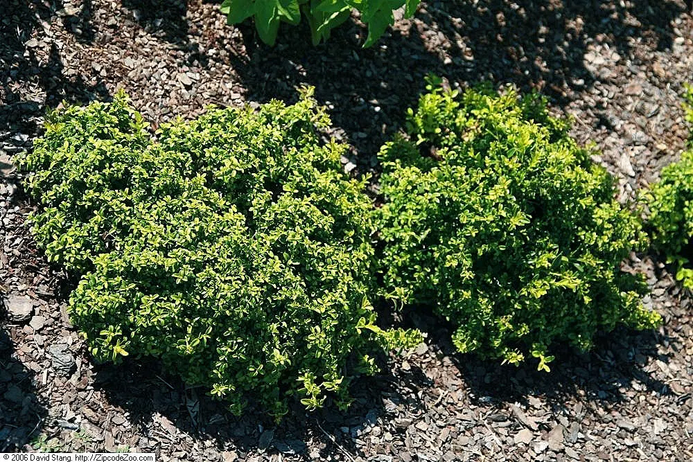 Dwarf English Boxwood (Buxus Sempervirens 'Suffruticosa') — the Dwarf English Boxwood reaches a mature size of about 2 to 3 feet in height and spread