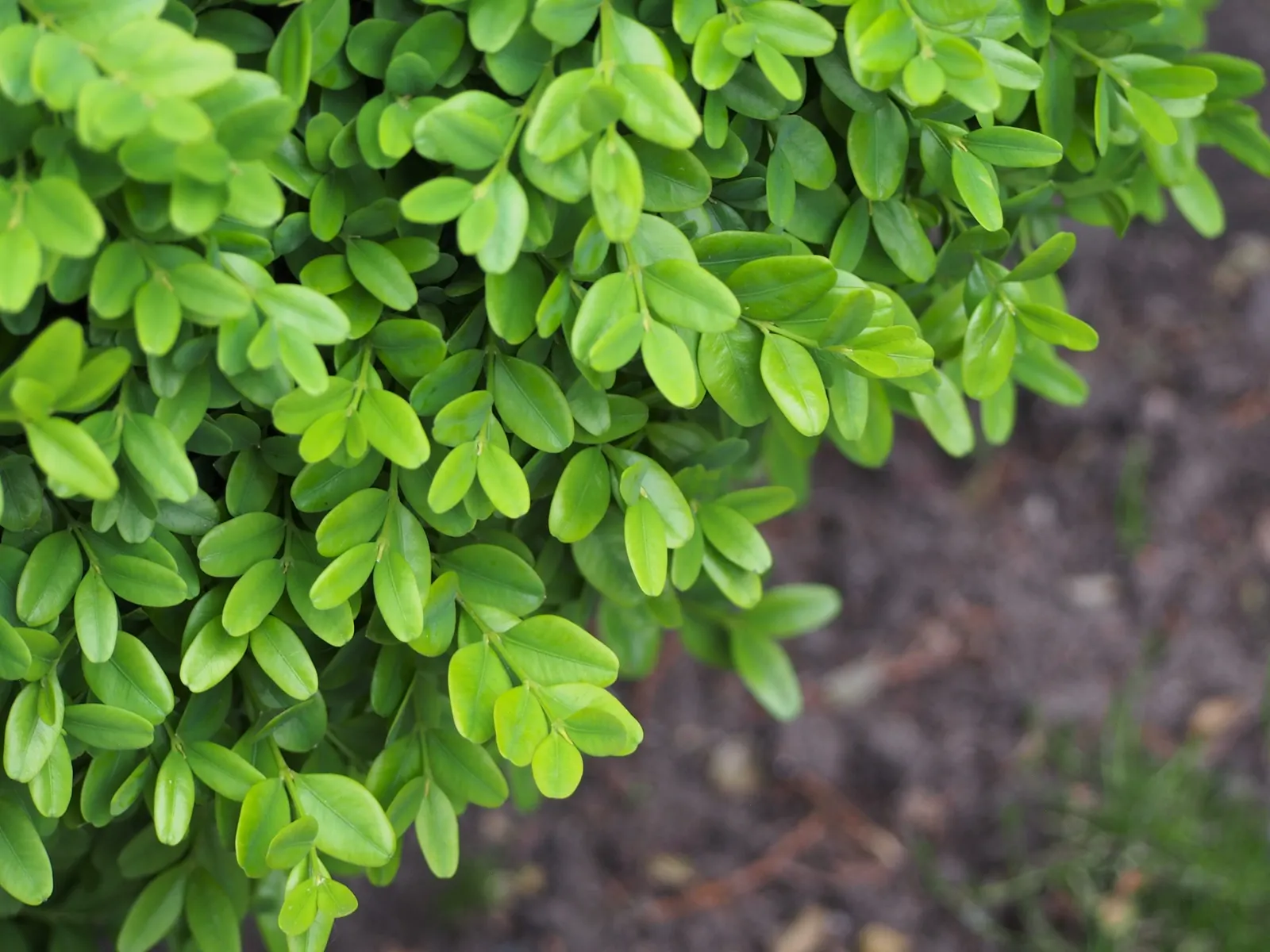 Dwarf English Boxwood (Buxus Sempervirens 'Suffruticosa') — adding visual interest throughout the year