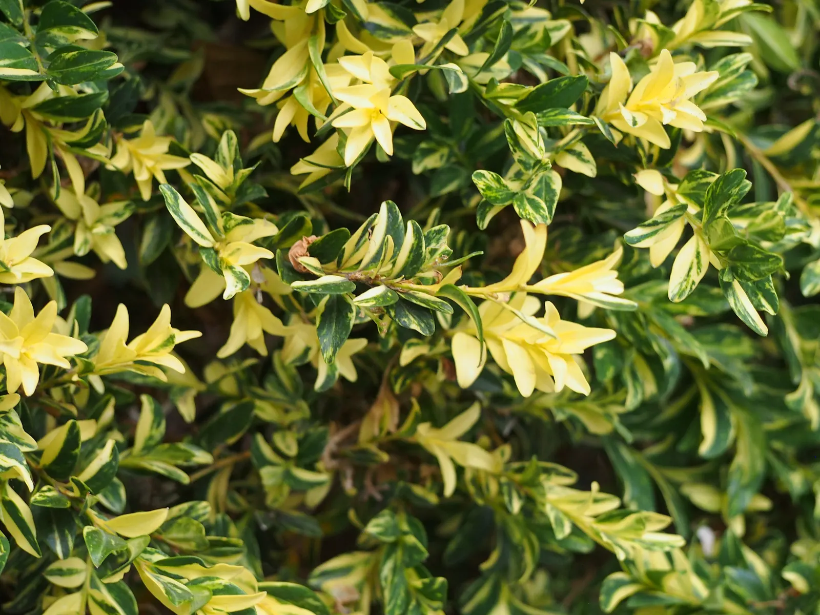 Dwarf English Boxwood (Buxus Sempervirens 'Suffruticosa') — scientifically known as Buxus sempervirens 'Suffruticosa'