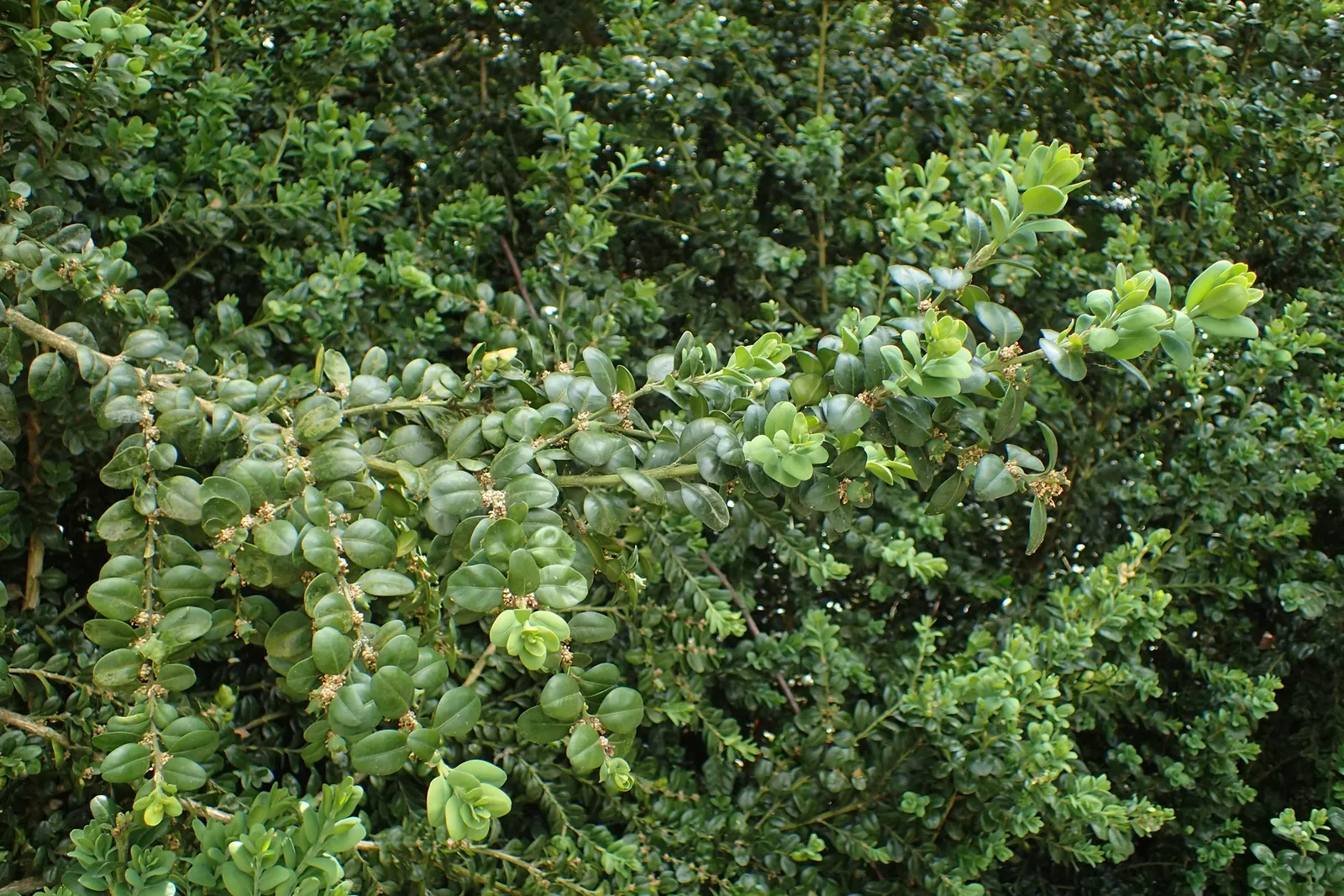 Dwarf English Boxwood (Buxus Sempervirens 'Suffruticosa') — plant your Dwarf English Boxwood in well-drained soil with a pH of 6.5 to 7.5; the, image 67