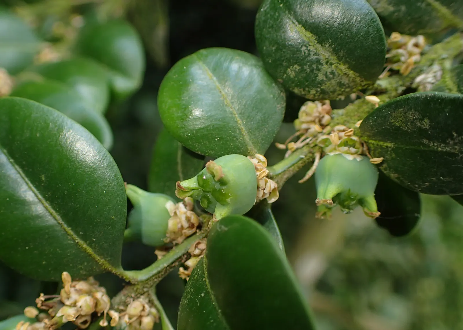 Dwarf English Boxwood (Buxus Sempervirens 'Suffruticosa') — but be careful to avoid overwatering to prevent root rot; the Dwarf English Boxwood, image 70