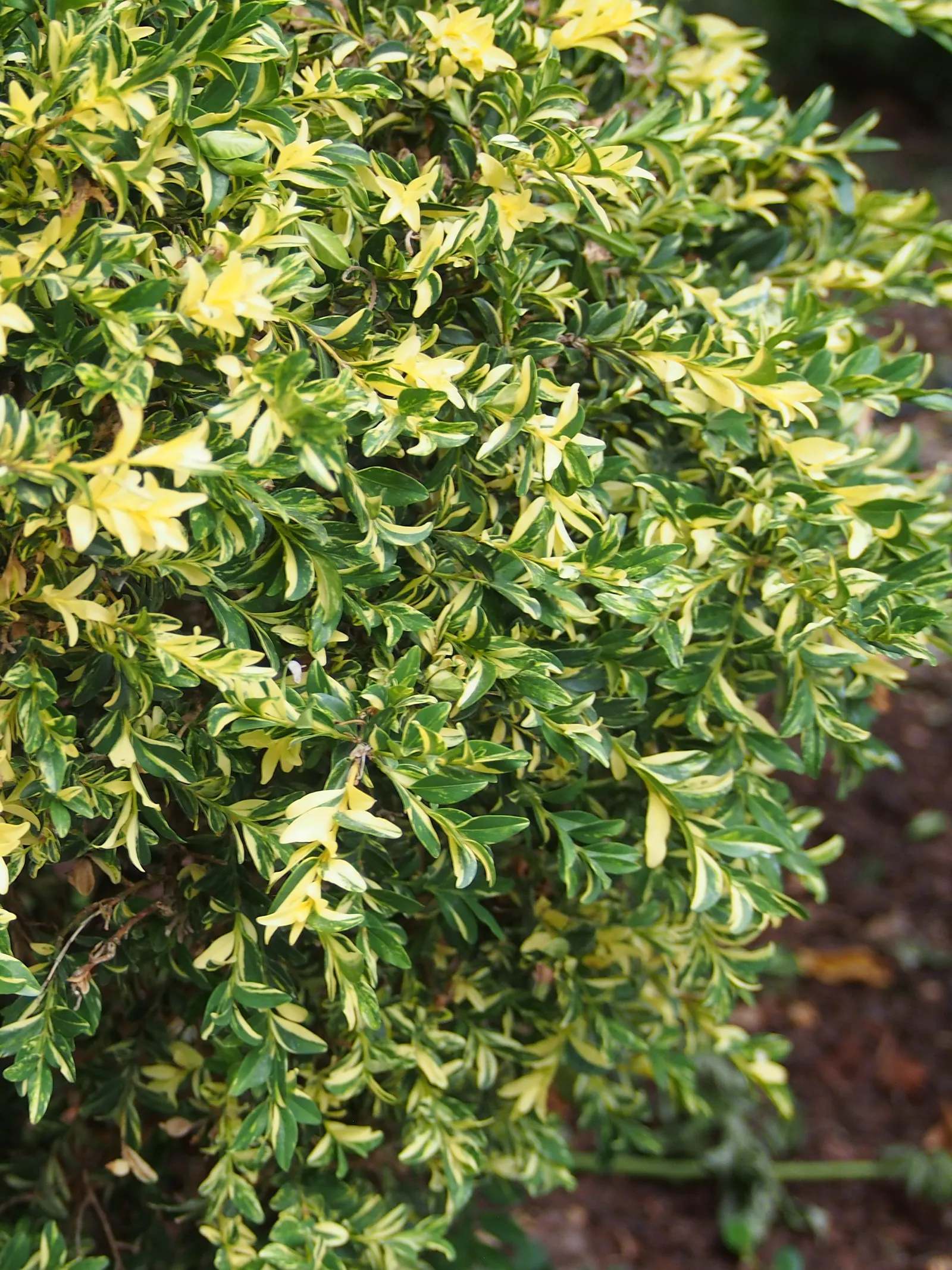 Dwarf English Boxwood (Buxus Sempervirens 'Suffruticosa') — Prune periodically to maintain its neat appearance