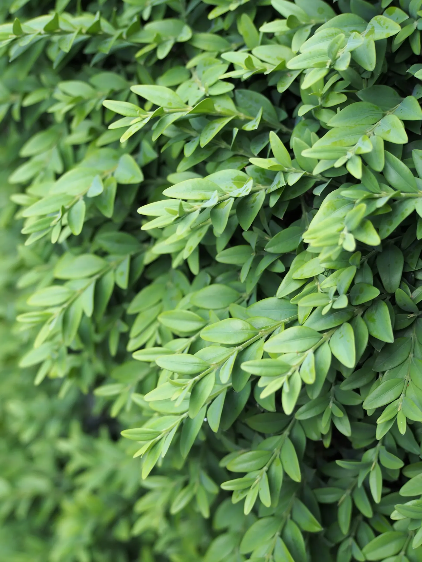 Dwarf English Boxwood (Buxus Sempervirens 'Suffruticosa') — shrub for full or half