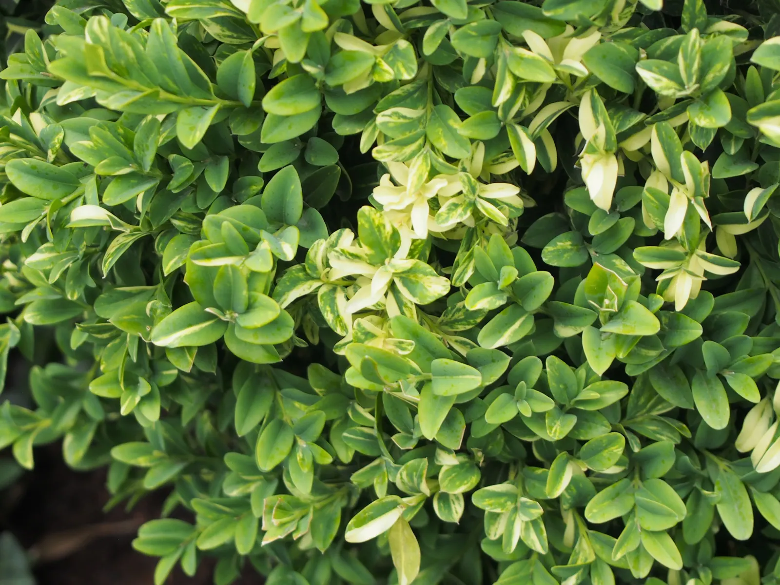 Dwarf English Boxwood (Buxus Sempervirens 'Suffruticosa') — although this can take several years due to its growth rate of 1 to 2 inches per year, image 38