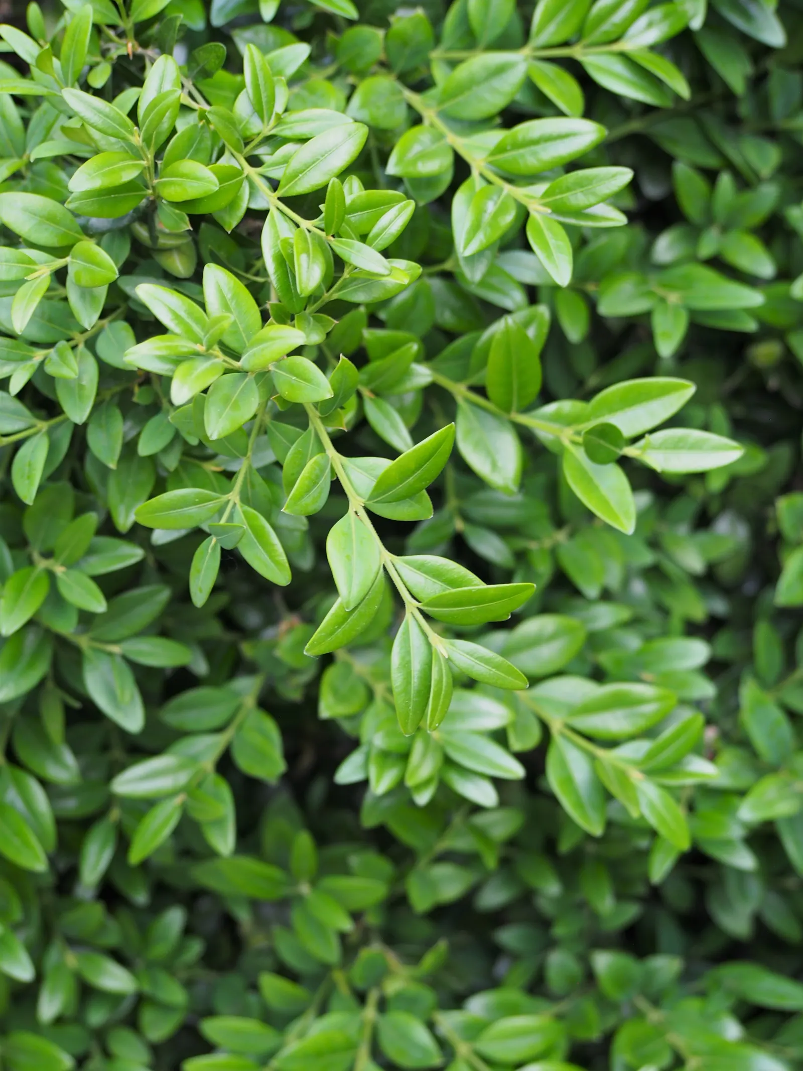 Dwarf English Boxwood (Buxus Sempervirens 'Suffruticosa') — shrub for full or half; the Dwarf English Boxwood will provide an elegant, image 75