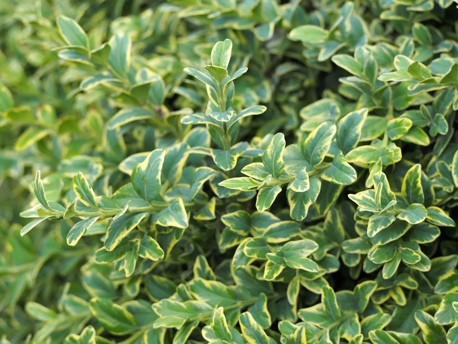 Dwarf English Boxwood (Buxus Sempervirens 'Suffruticosa') — adding visual interest throughout the year; this slow-growing shrub typically reaches, image 65