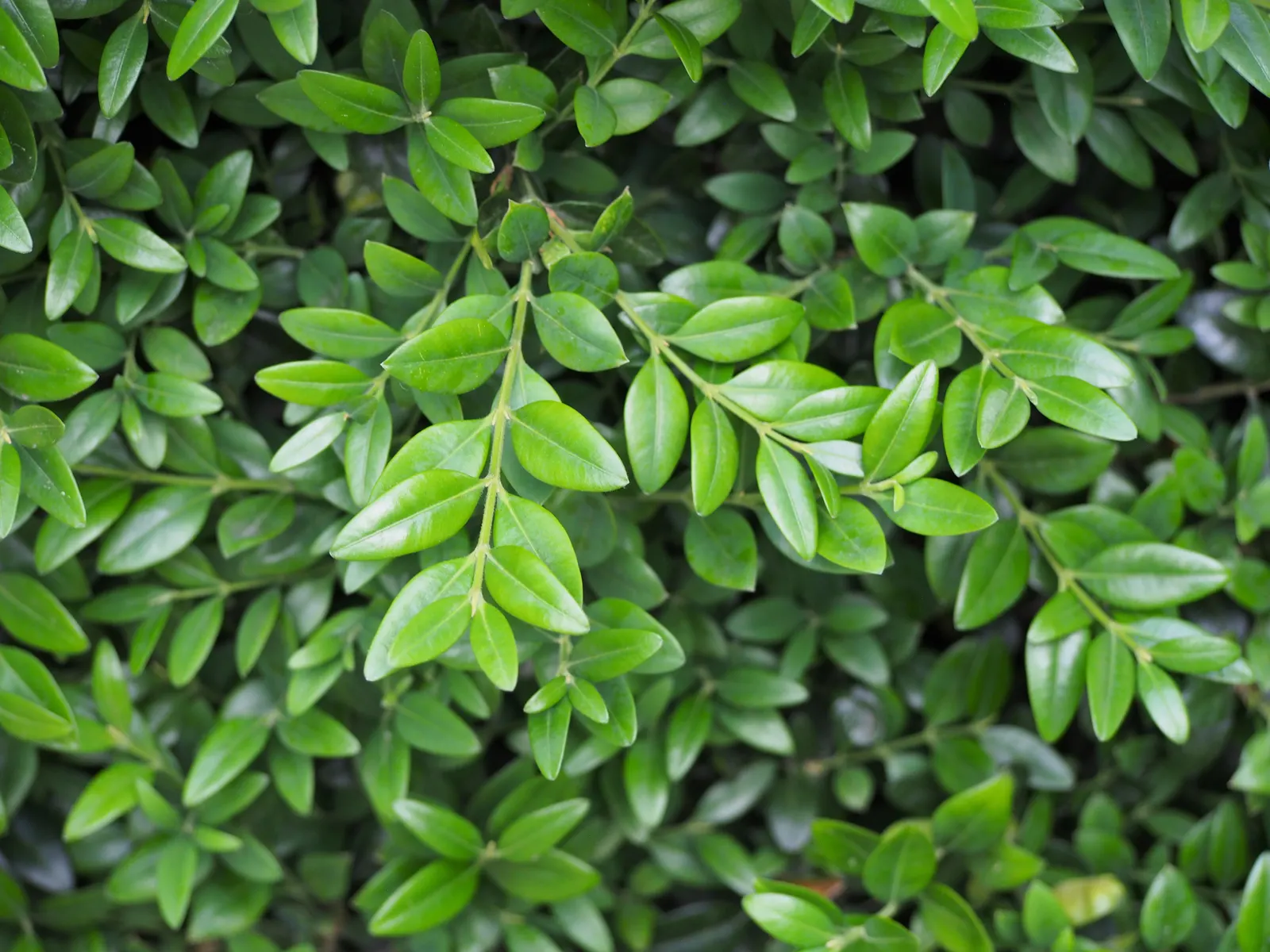 Dwarf English Boxwood (Buxus Sempervirens 'Suffruticosa') — This slow-growing evergreen shrub is renowned for its dense; finely-textured foliage, image 59