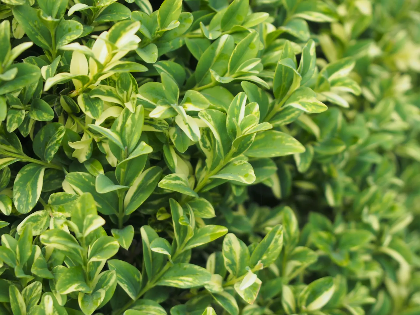 Dwarf English Boxwood (Buxus Sempervirens 'Suffruticosa') — It thrives in full sun to part shade and requires regular watering; low-maintenance, image 68