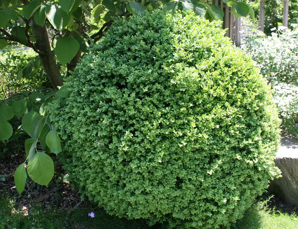 Dwarf English Boxwood (Buxus Sempervirens 'Suffruticosa') — low-maintenance addition to any landscape