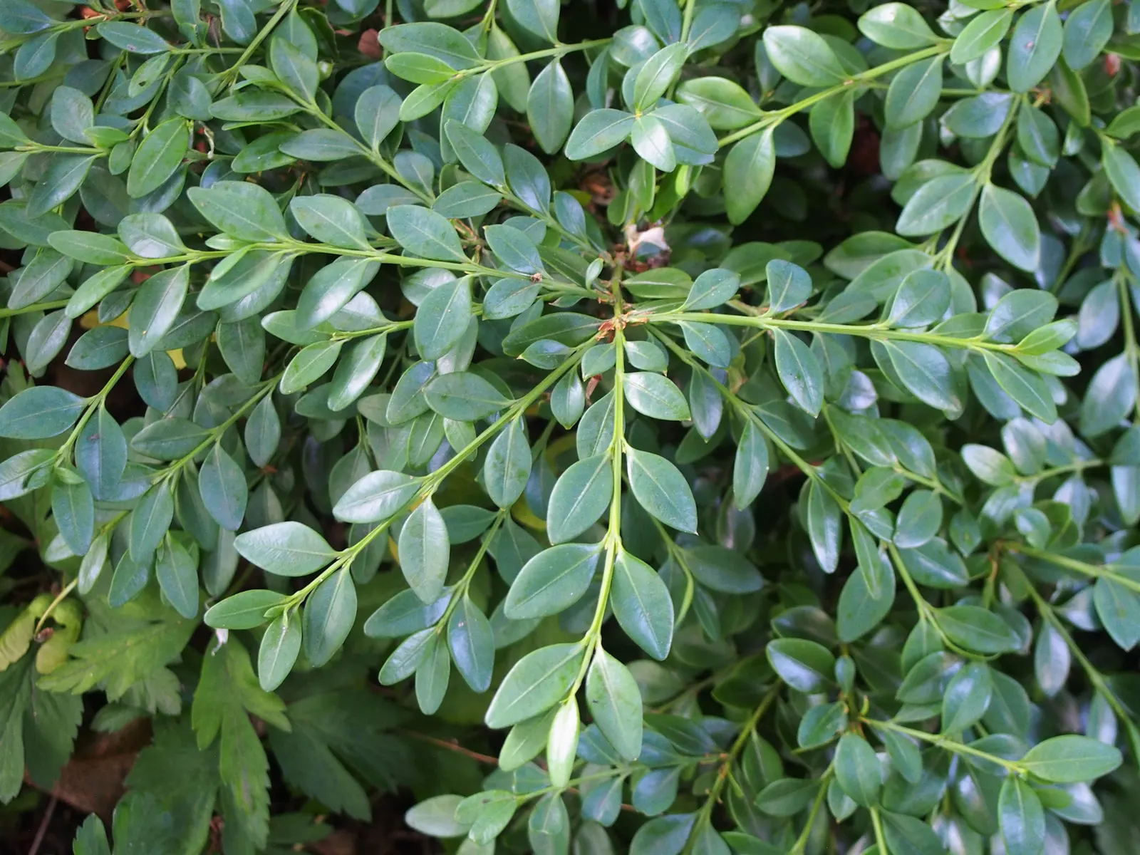 Dwarf English Boxwood (Buxus Sempervirens 'Suffruticosa') — Preferring partial to full sun, it thrives in well-drained soil; scientifically known as Buxus