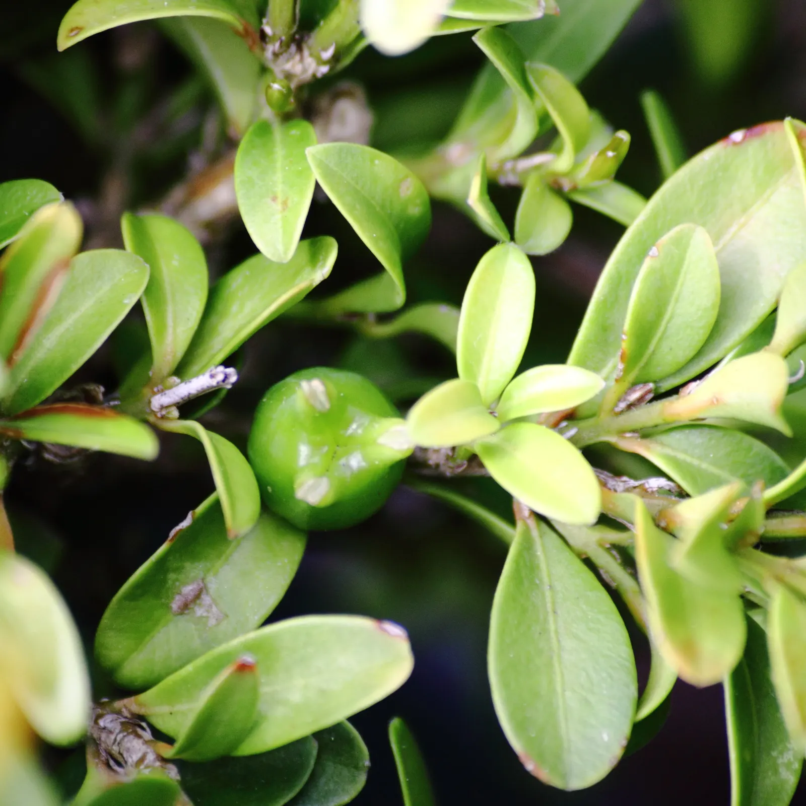 Dwarf English Boxwood (Buxus Sempervirens 'Suffruticosa') — The Dwarf English Boxwood (Buxus sempervirens 'Suffruticosa') is a compact evergreen, image 26