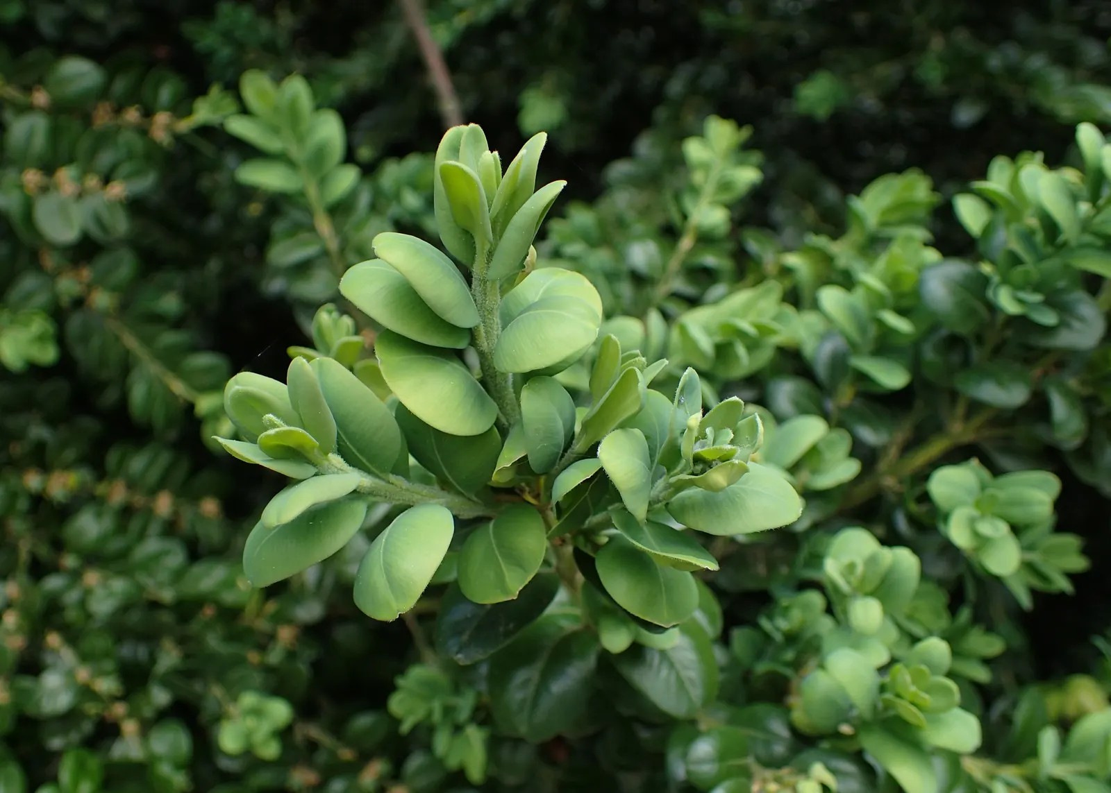 Dwarf English Boxwood (Buxus Sempervirens 'Suffruticosa') — plant your Dwarf English Boxwood in well-drained soil with a pH of 6.5 to 7.5