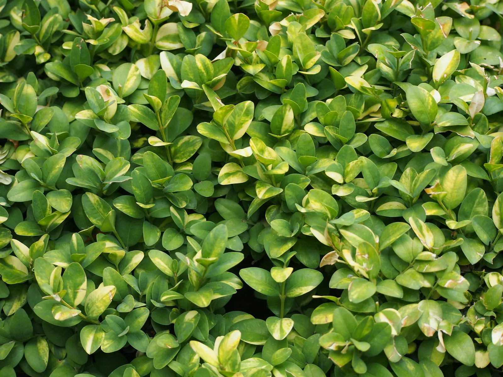 Dwarf English Boxwood (Buxus Sempervirens 'Suffruticosa') — The Dwarf English Boxwood (Buxus sempervirens 'Suffruticosa') is a compact evergreen renowned for