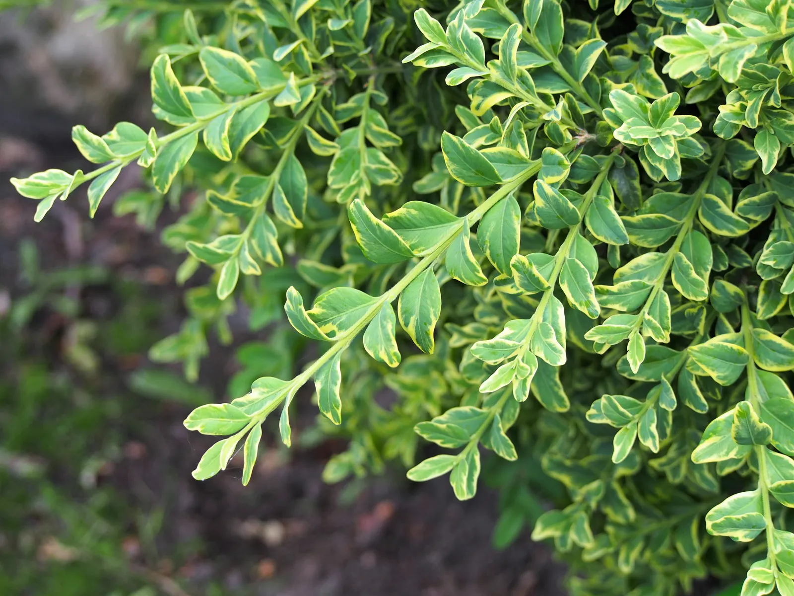 Dwarf English Boxwood (Buxus Sempervirens 'Suffruticosa') — It boasts small, glossy leaves that remain green year-round; shrub for full or half, image 79