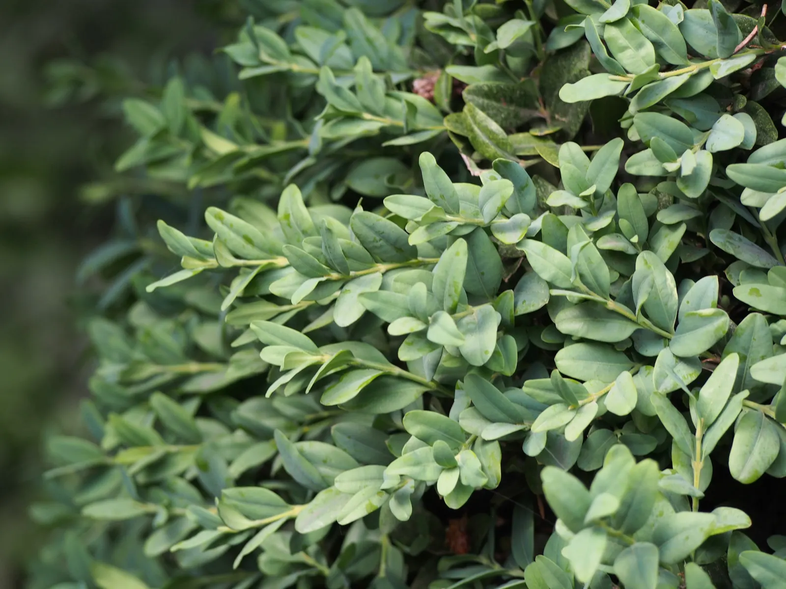 Dwarf English Boxwood (Buxus Sempervirens 'Suffruticosa') — making it ideal for formal hedges and topiary.<br><br>Typically; embodying the essence of