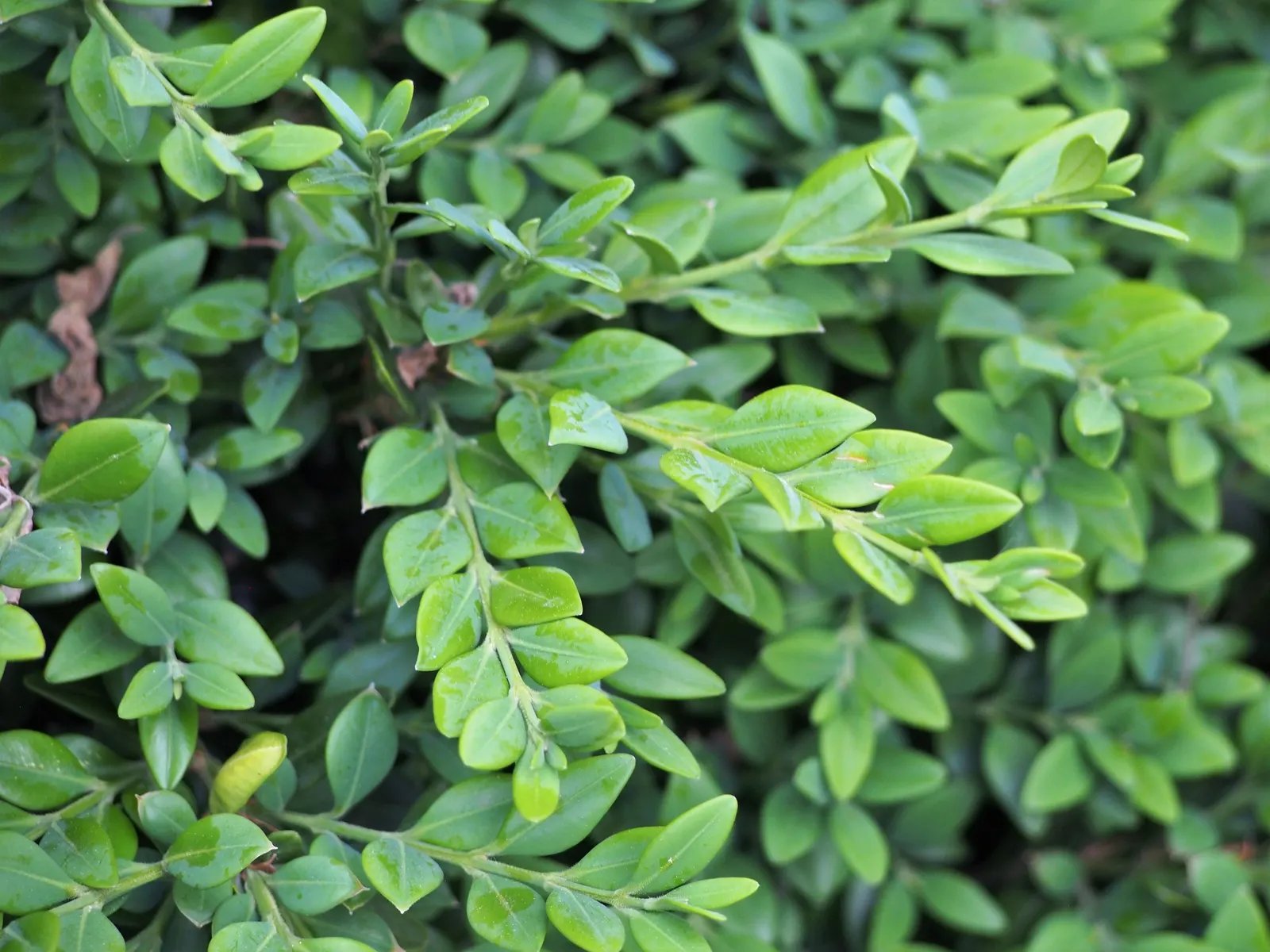 Dwarf English Boxwood (Buxus Sempervirens 'Suffruticosa') — scientifically known as Buxus sempervirens 'Suffruticosa'; zones 5 to 8 offer the best, image 82