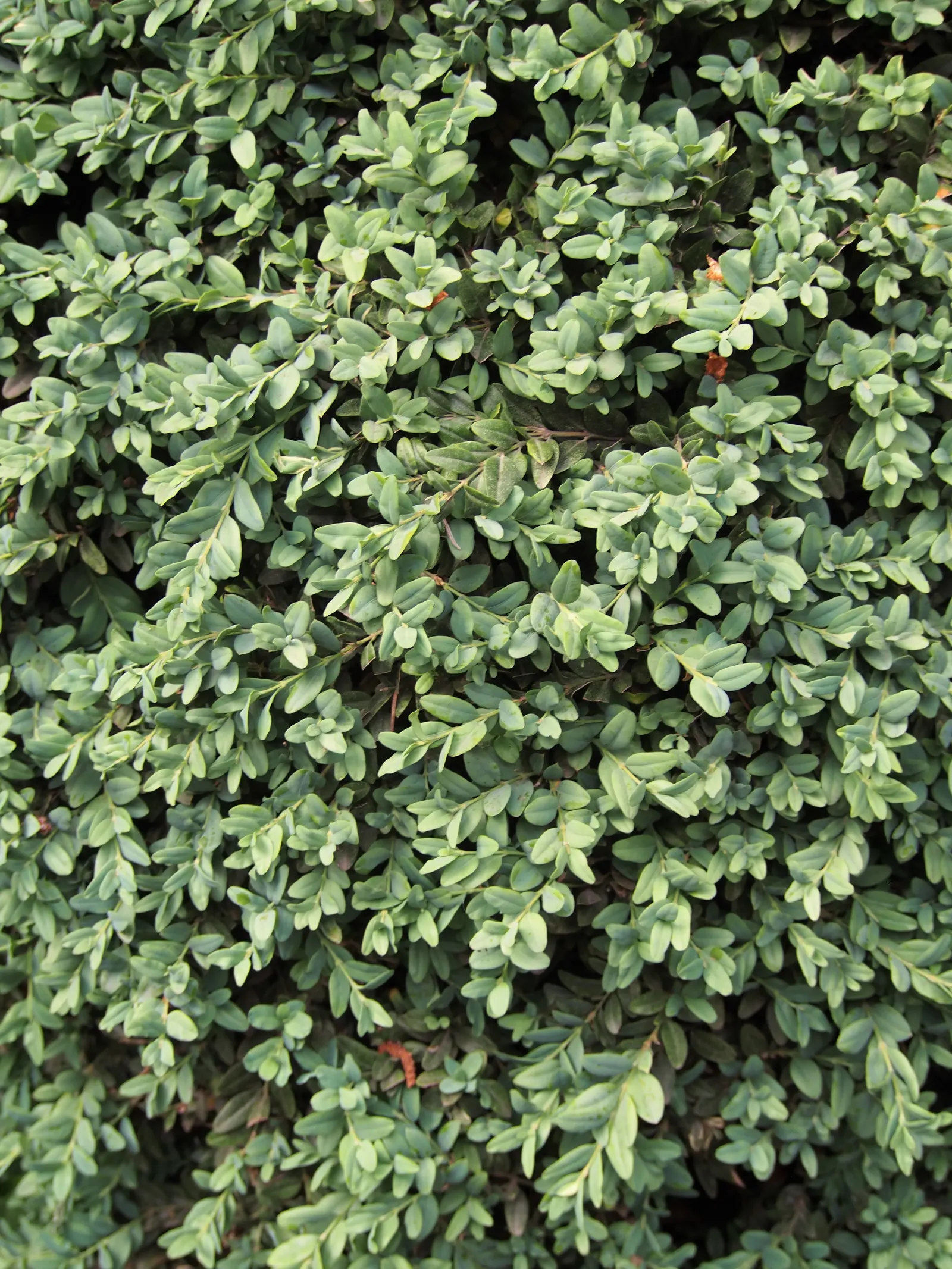 Dwarf English Boxwood (Buxus Sempervirens 'Suffruticosa') — Zones 5 to 8 offer the best growing conditions for this hardy variety