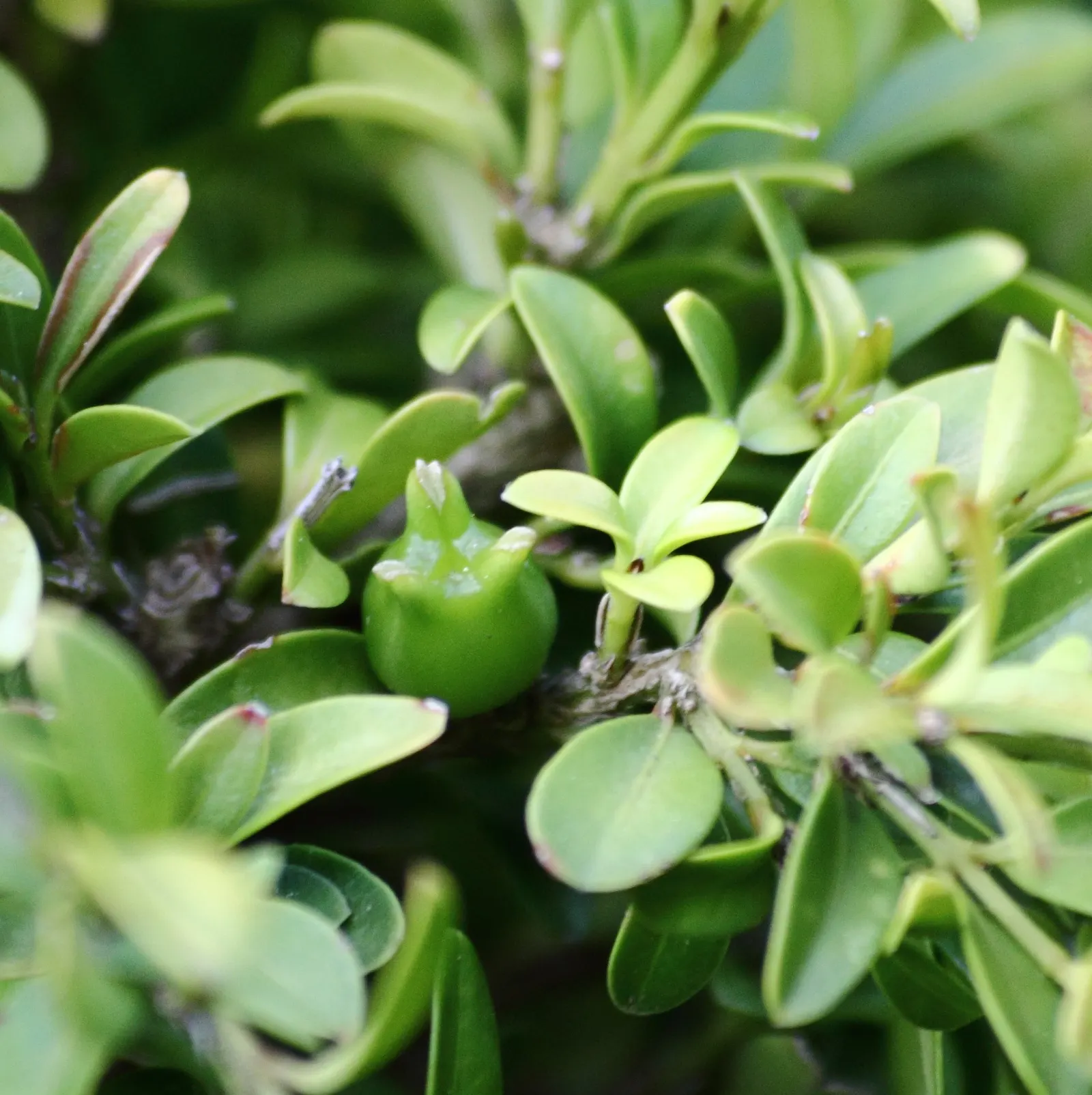 Dwarf English Boxwood (Buxus Sempervirens 'Suffruticosa') — It thrives in full sun to part shade and requires regular watering