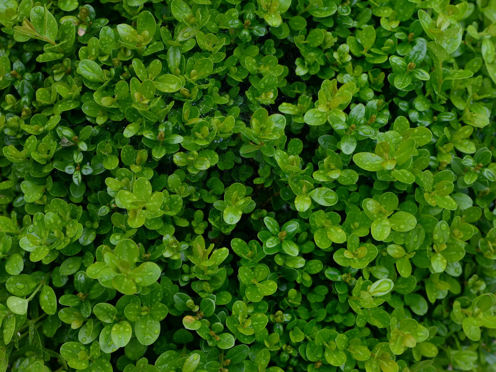 Dwarf English Boxwood (Buxus Sempervirens 'Suffruticosa') — This slow-growing evergreen shrub is renowned for its dense