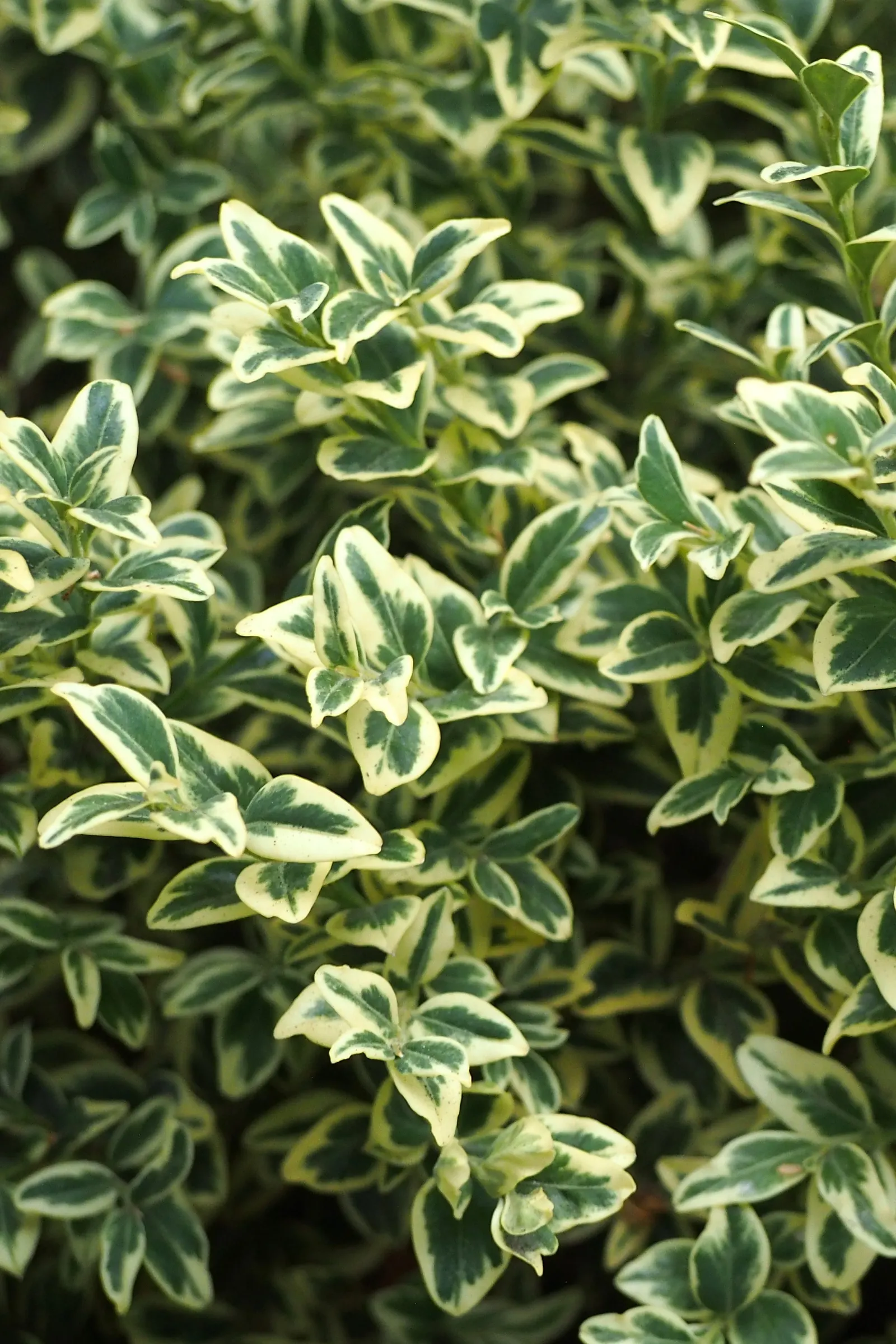 Dwarf English Boxwood (Buxus Sempervirens 'Suffruticosa') — is a classic choice for creating structured and formal landscapes; making it ideal for low hedges
