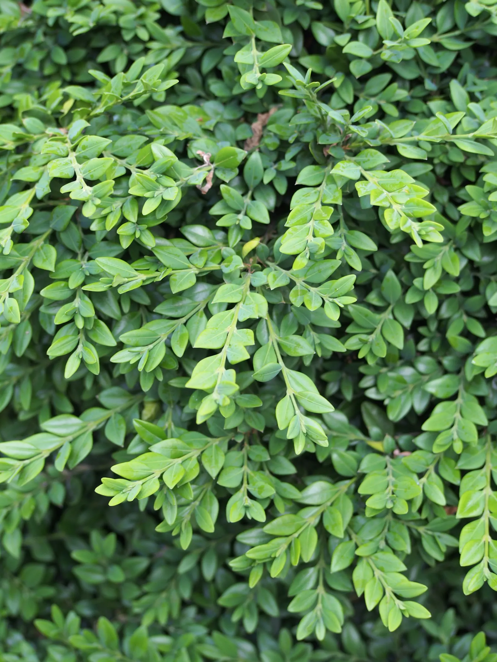 Dwarf English Boxwood (Buxus Sempervirens 'Suffruticosa') — with a glossy finish that catches the light